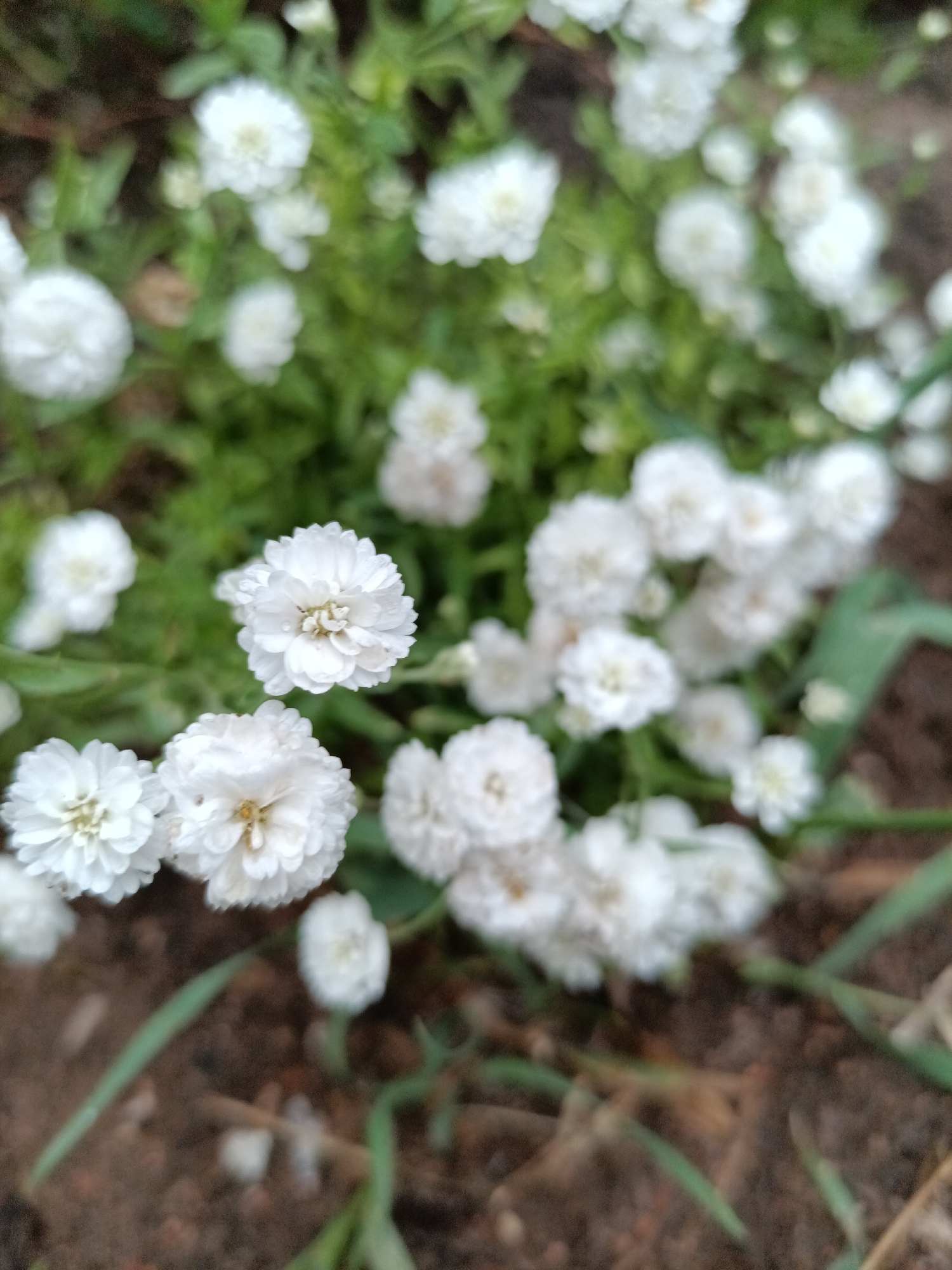 The image shows a close-up, slightly blurred view of a cluster of small, white flowers with delicate, layered petals. The flowers are in various stages of bloom, with some appearing more open than others. They are growing amongst green foliage and are set against a background of dark brown soil and some blades of grass. The lighting suggests it might be daytime, possibly overcast. There are no people or specific landmarks visible to indicate a precise location within Petropavl, Kazakhstan. The scene appears to be in a garden or natural outdoor setting.