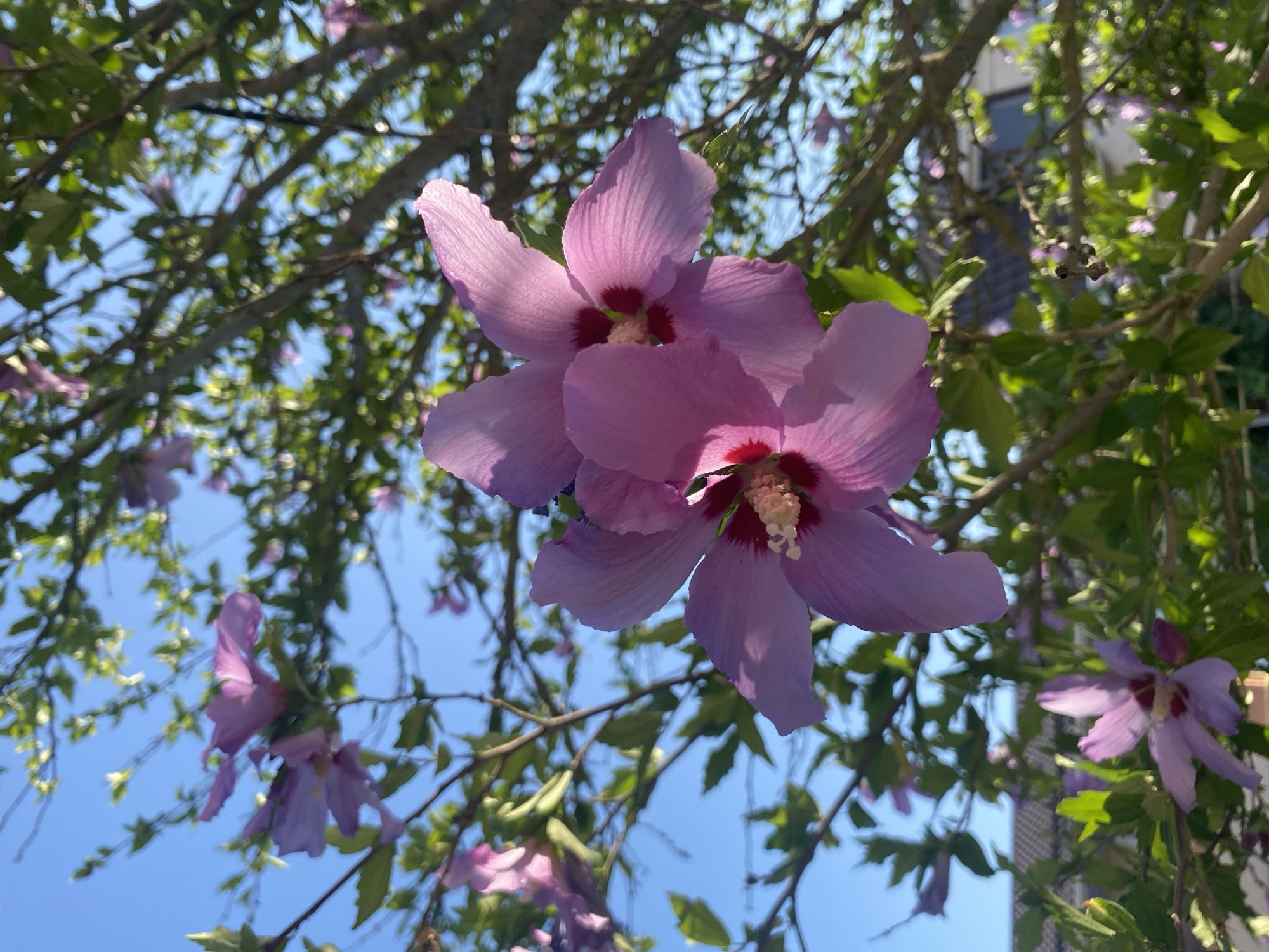 This is a close-up, low-angle shot of a flowering tree, possibly a hibiscus, with large pink to lavender blossoms and green leaves against a clear blue sky. The foreground is dominated by two prominent, open flowers, their delicate petals catching the sunlight. In the background, the branches of the tree extend upwards, interspersed with more flowers and foliage. The scene appears to be outdoors, with hints of a residential area, including rooftops, visible in the far background. The image was taken in the village of Mezhvodnoye, in the Mezhvodnenskoye rural settlement of Ukraine.