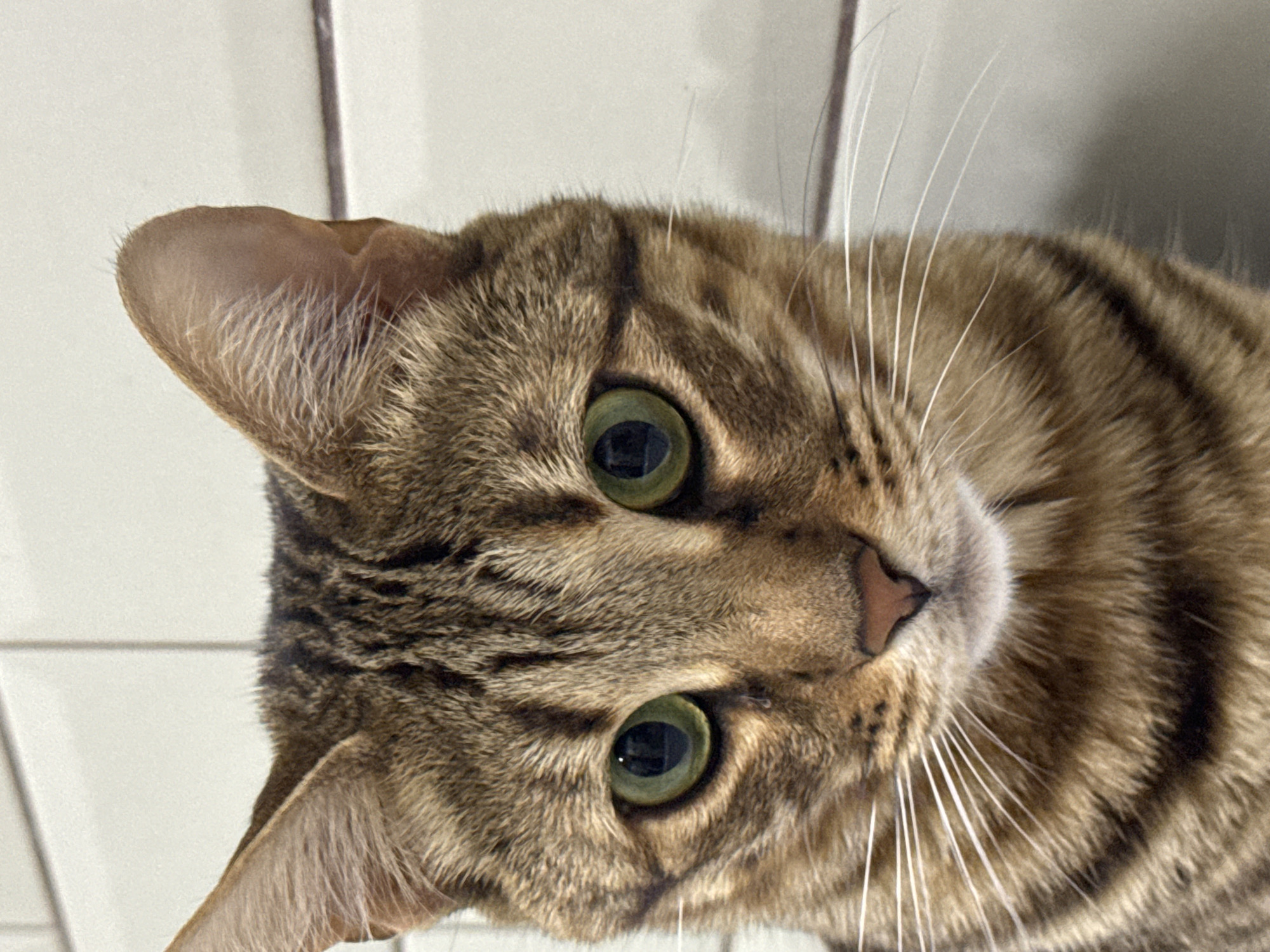 A close-up shot of a brown tabby cat's face. The cat has green eyes, a pink nose, and long white whiskers. The background appears to be a white wall. The cat is in a tilted position facing the camera. The picture provides no evidence to link it to Votkinsk, Russia.