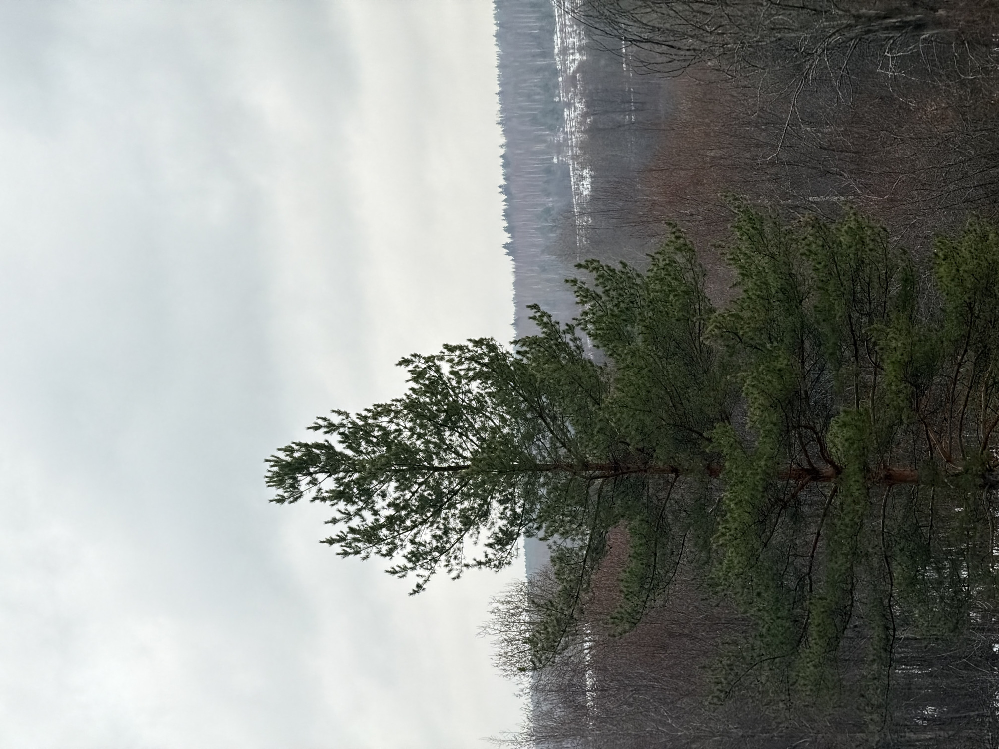 The image shows a wintry scene, likely near or within a forested area. In the foreground, there are evergreen trees, possibly pine trees, with visible green needles. In the midground, there's a landscape of leafless trees and possibly a body of water or snow-covered ground. In the background, there's a skyline or treeline fading into the overcast sky, indicating a possibly distant settlement. The image has a gray, muted palette, characteristic of winter weather. The presence of the evergreen trees suggests a forest or parkland. The image suggests a serene, cold, and quiet winter landscape. There is no identifying information to conclude that this image is specifically in Izhevsk, Russia.