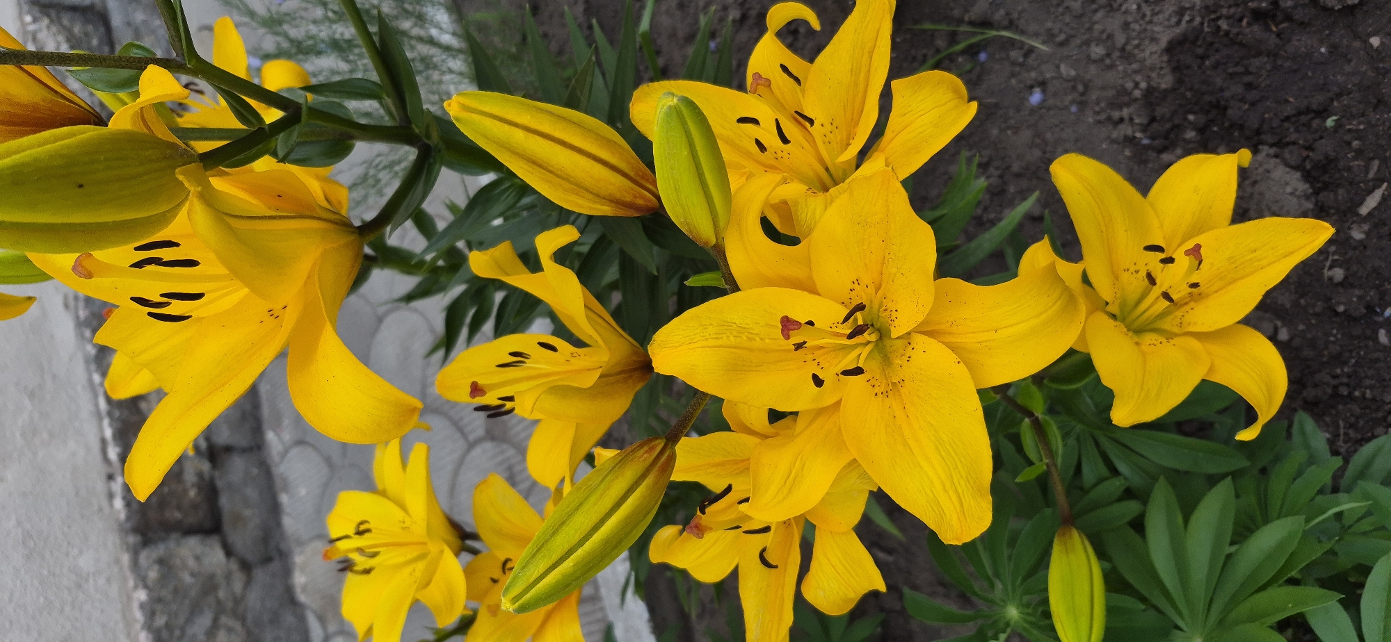 This image captures a close-up view of several vibrant yellow lily flowers in bloom, possibly in a garden setting. The lilies are the primary subjects, with their petals unfurled and showcasing their characteristic stamen and pistil with black speckles. Some buds are also visible, one prominently in the foreground, indicating the ongoing blooming process. The flowers are arranged on stems with green leaves.
The background is a mix of natural elements and some man-made ones. Dark soil is visible, suggesting the flowers are planted in the ground. To the left, a paved walkway or patio with a patterned surface can be seen, along with some grey stone landscaping. The lighting suggests it is daytime, with natural light illuminating the flowers, highlighting their bright yellow color. The overall mood is serene and natural, focusing on the beauty of the flowers. There is no visible text in the image. The location context is Ussurijsk, Russia.