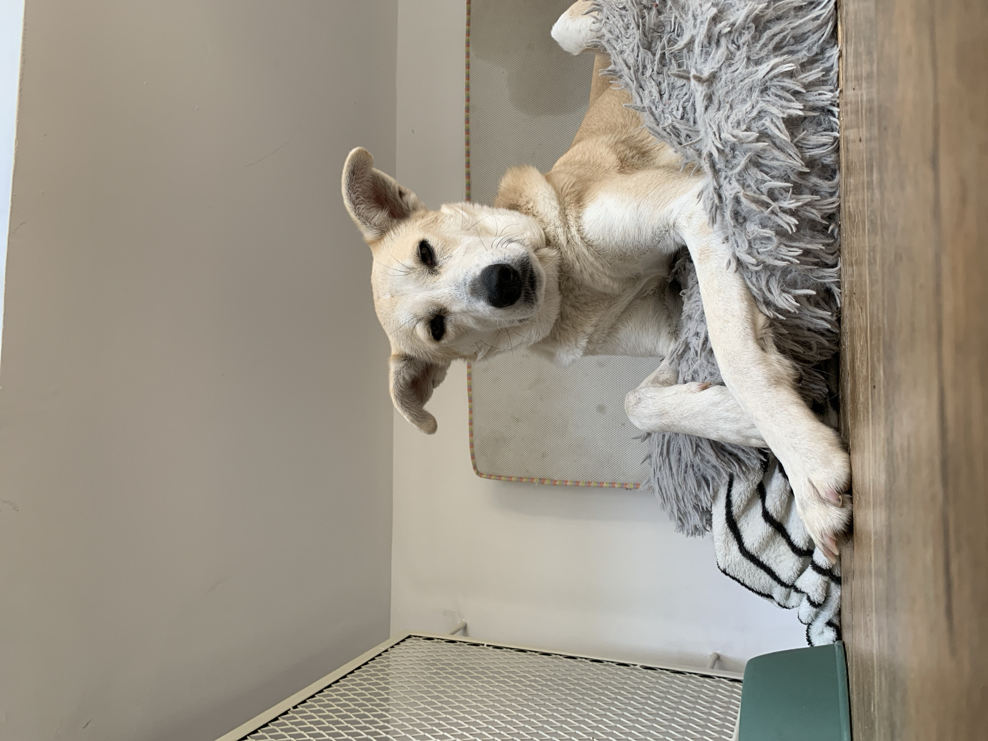 The image shows a medium-sized dog lying in a dog bed. The dog has light tan fur and dark eyes. It is lying on a gray, shaggy dog bed. A black and white striped blanket is also visible in the bed. The background is a white wall, and a metal wire crate is visible in the lower left corner. The image is taken indoors. The setting appears to be a clean, well-lit room, possibly a kennel or pet boarding facility. There is no indication of the location being in Tel-Aviv, Israel.