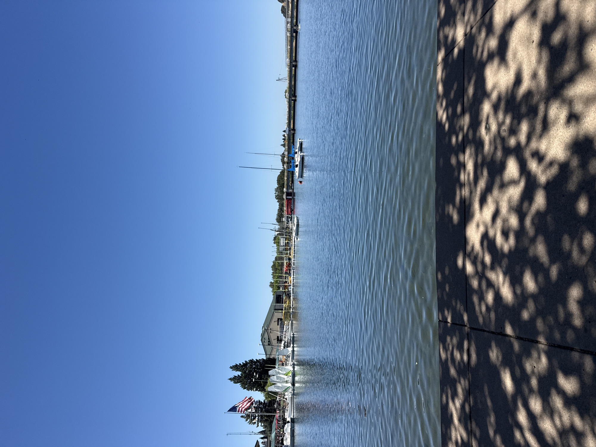 This is a vertical, eye-level, medium shot of a marina on a clear, sunny day. The water takes up the bottom half of the frame, with a concrete path and dappled tree shadows in the foreground. The marina is to the left, filled with various sailboats, some with their sails up. An American flag flies from a pole on the left, next to several tall evergreen trees. A large, light-colored building with a green roof is visible behind the boats. In the middle ground, there are more boats docked, and further in the distance, a bridge spans across the water. The sky is a clear, bright blue. The location is the marina at the American River Rafting and Kayaking, located in Rancho Cordova, California, United States.