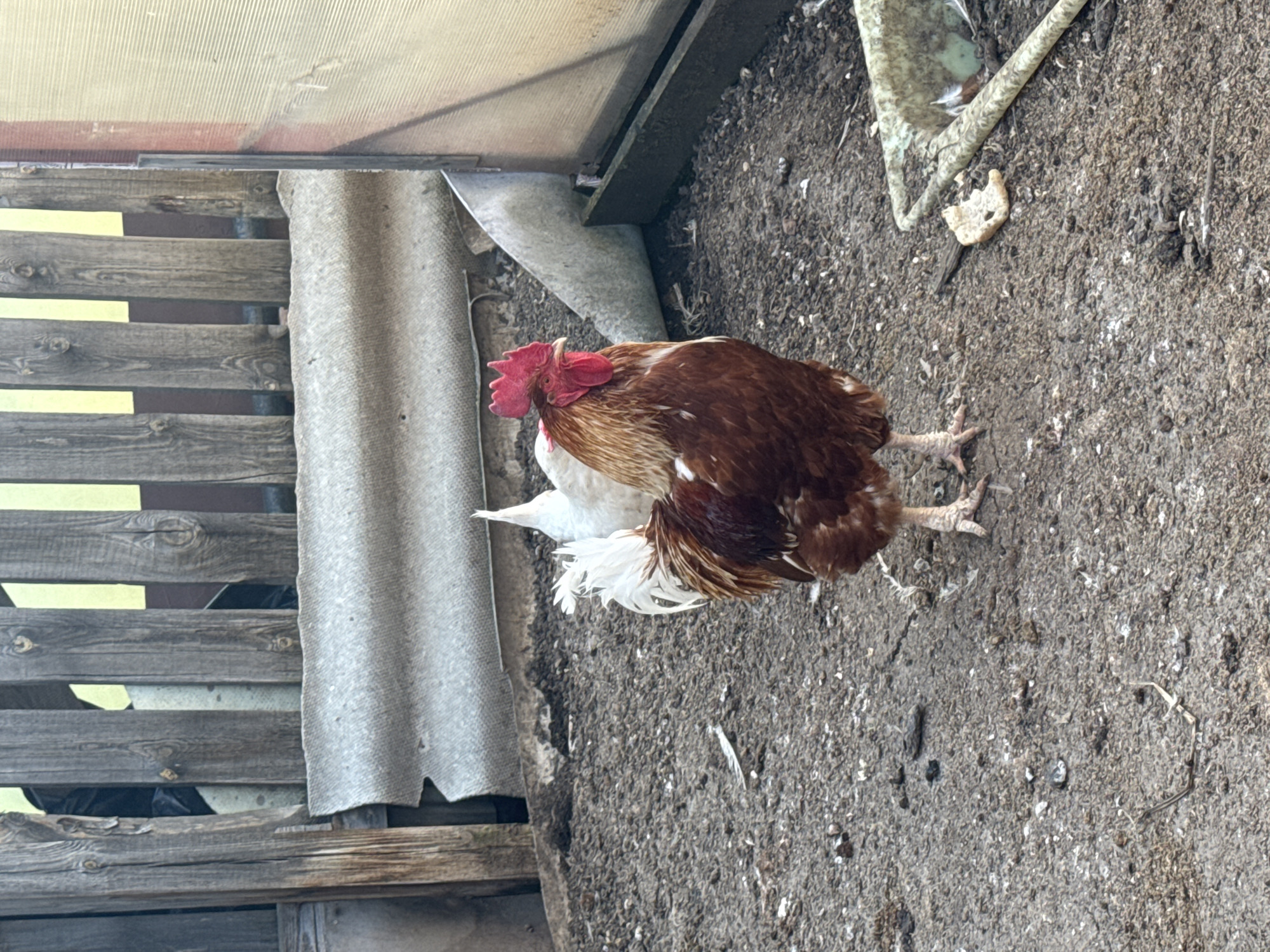 The image shows a rooster standing on dirt. The rooster has brown and white feathers, with a red comb. A wooden fence and a sheet of gray material are visible in the background. The location is outdoors. Based on the prompt context, this scene is in the city of Chaikovsky, Russia.
