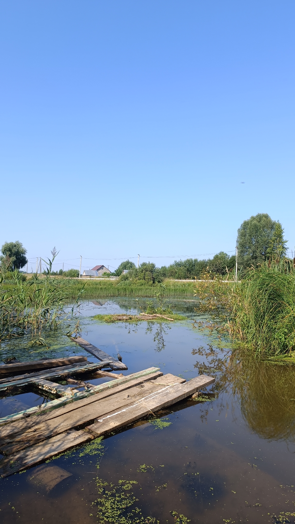 The image depicts a tranquil scene of a shallow body of water covered with duckweed, bordered by tall reeds and scattered wooden planks that form a makeshift bridge or dock. In the background, a line of trees separates the water from a residential area with houses and utility poles. The sky is a clear, vibrant blue, suggesting a sunny day. The overall impression is one of a rural, natural setting, likely in the outskirts of Karsha, Russia, offering a sense of peace and quiet.