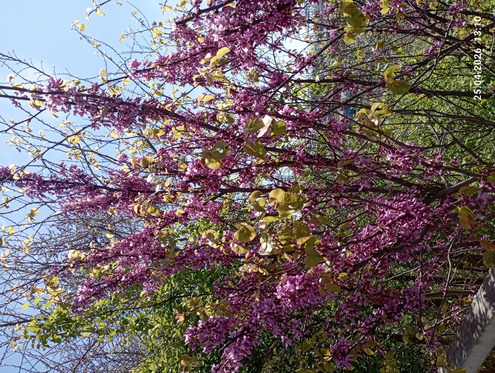 The image captures a flowering tree with vibrant pink blossoms and young, light-green leaves. The tree's branches reach upwards towards a clear blue sky. In the background, there are other trees with denser, darker green foliage. The location appears to be outdoors, possibly a park or garden setting. The date "25.04.2026 13:10" is visible in the upper right corner of the image.