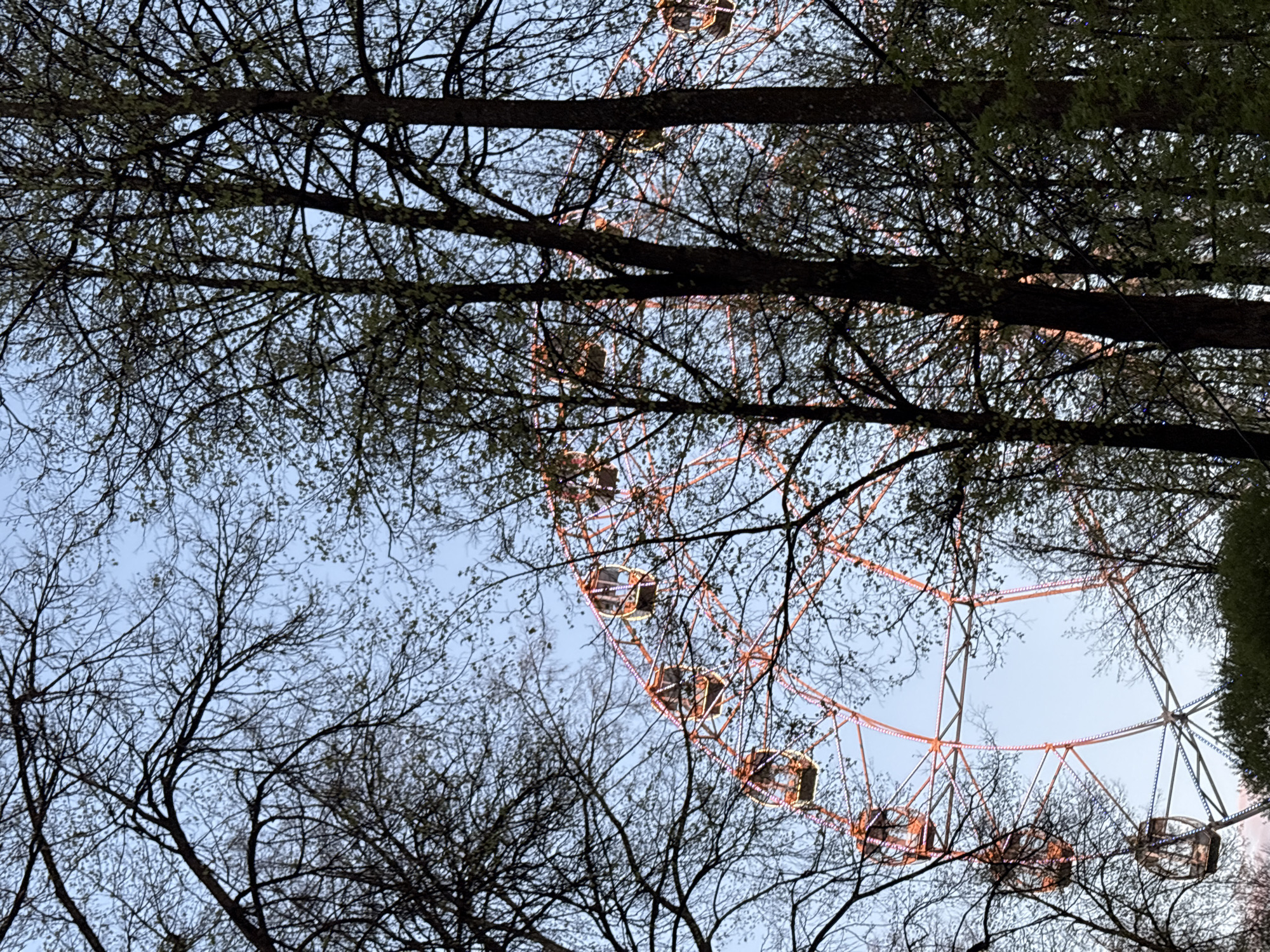 Captured from a low angle, the image depicts a Ferris wheel partially obscured by tree branches. The Ferris wheel, illuminated with warm-toned lights, features a set of enclosed gondolas or passenger cars. The branches, silhouetted against the pale blue sky, create a natural frame around the Ferris wheel. The scene is likely a park or recreational area in the city of Perm, Russia, based on the presence of the Ferris wheel as a common amusement ride found in such locations.