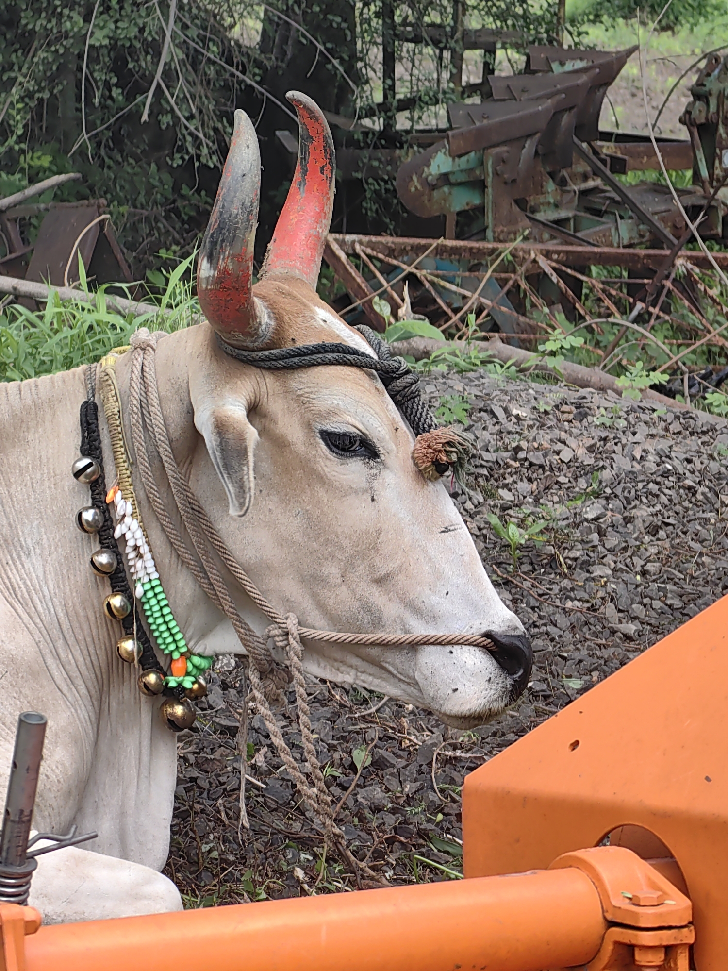 A close-up, eye-level, medium shot captures the head and partial body of a light-colored bull in Mhaiswadi, India. The bull faces to the right, its body angled slightly away from the viewer. Its horns are tipped with red paint, and a rope is tied around its neck and head. A multi-strand necklace adorns its neck, featuring a beaded section in green and white with orange accents, along with several brass bells. The bull's eye is visible, appearing dark and slightly moist.
In the background, to the left, a dense green foliage of trees and bushes is present, with thin branches crisscrossing the upper portion of the frame. Behind the bull and to the right, a pile of dark grey gravel is visible, interspersed with small green plants. Further back, weathered and rusty agricultural equipment, possibly a plow and other machinery, is partially visible. The bottom right of the frame is dominated by an orange, metallic object, appearing to be part of a machine or vehicle. The lighting is overcast, suggesting a cloudy day.