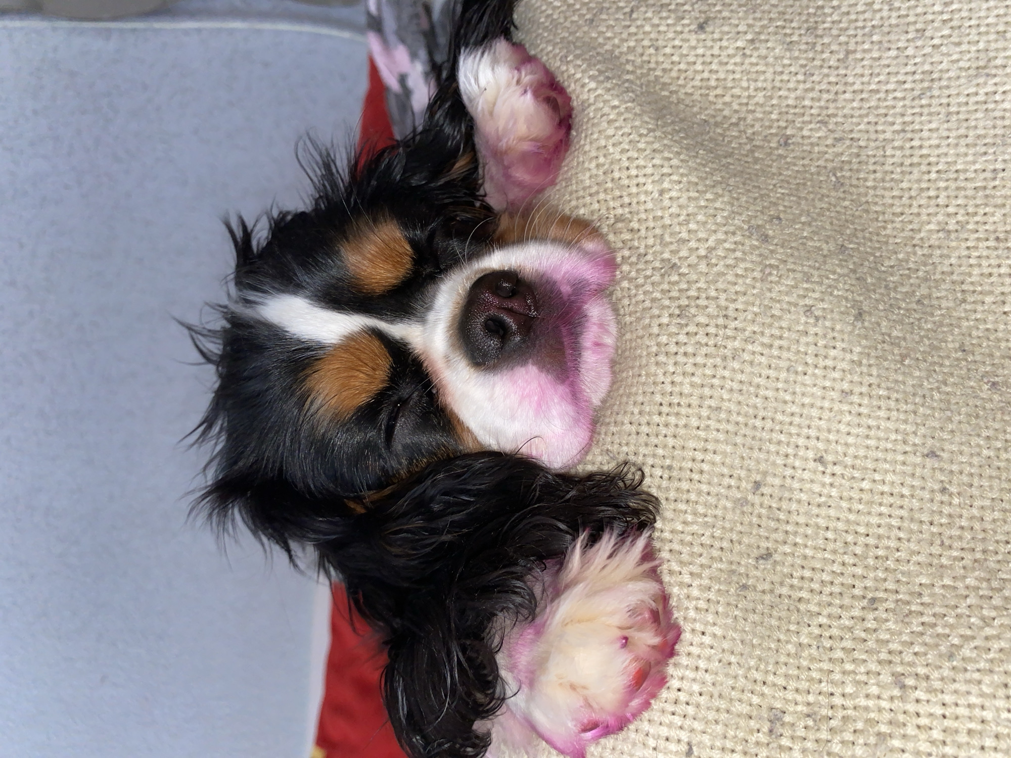 A Cavalier King Charles Spaniel puppy sleeps on a beige knitted surface. The puppy has black, brown, and white markings. Its face and paws appear pinkish. The background includes a pale blue surface and a red object. The location is not discernible as Votkinsk, Russia.