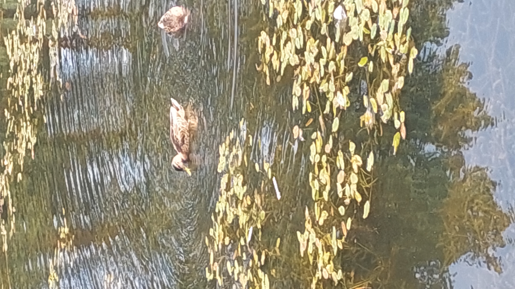 Two ducks are swimming in a body of water that is partially covered with lily pads. One duck, a mallard, is in the foreground and is facing left. It has brown and white feathers and a yellow beak. The other duck is in the background and is partially submerged in the water. It is also brown and white. The water is murky and reflects the surrounding trees. The scene is peaceful and serene.
The image is likely taken in a park or nature reserve in Salihorsk, Belarus, where there are several bodies of water that are home to ducks and lily pads.