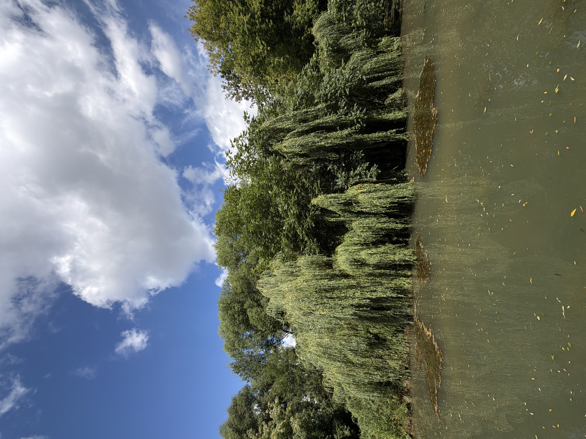 The image depicts a serene natural scene with a body of calm, greenish water in the foreground, dotted with fallen leaves. Along the bank, a dense arrangement of lush green trees dominates, with a prominent clump of weeping willow trees creating a curtain-like effect with their long, drooping branches. The background is filled with a vibrant blue sky partially obscured by scattered white, puffy clouds. The overall impression is one of tranquility and natural beauty. The scene is located in the city of Khimki, Russia. No people or specific actions are visible.