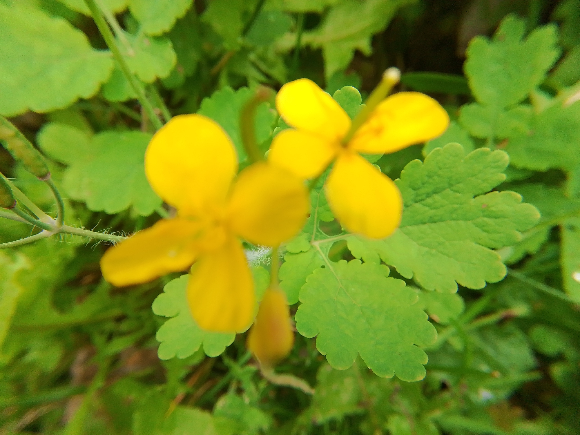 The image is a close-up, slightly out-of-focus shot of yellow flowers with green foliage. Two prominent yellow flowers with four petals each are visible, one on the left and one on the right, with a third blurry yellow element in the center. The leaves are serrated and a vibrant green. The background consists of more blurred green foliage and some brown soil. There are no people, man-made objects, or discernible urban features. The location information provided for Dobrograd, Russia, cannot be visually verified from the image content.