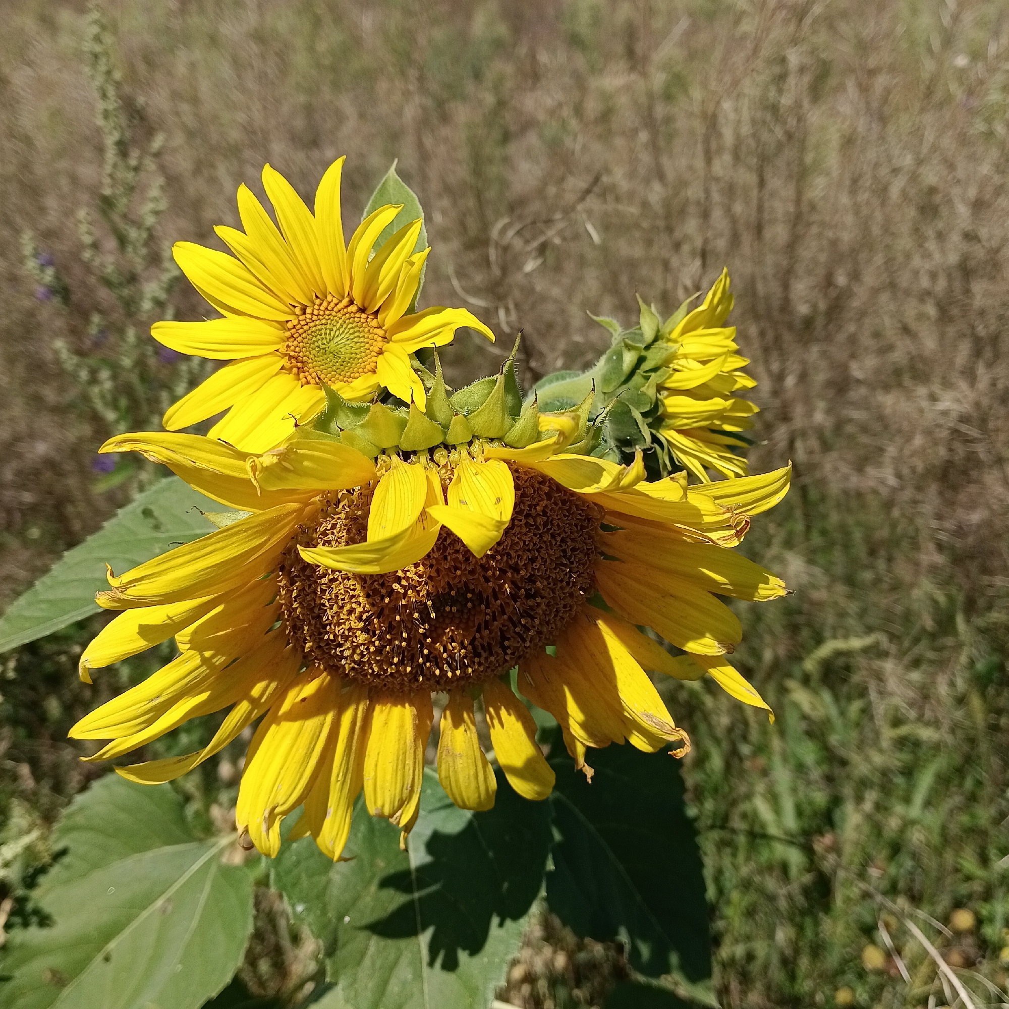 The image displays a close-up, outdoor scene of a cluster of sunflowers in various stages of bloom, likely in a field or meadow. The sunflowers are predominantly yellow, with some showing browning on the petals, suggesting they are past their peak. The central and largest sunflower has a prominent, textured brown center, surrounded by bright yellow petals, some of which are curled or slightly damaged. Smaller sunflowers and buds are visible behind and above the main flower. The background consists of dry, brownish-green grass and vegetation, indicative of a natural, uncultivated setting. The lighting suggests it is a sunny day, casting shadows on the large green leaves of the sunflowers and the ground. The image does not contain any people or any discernible elements indicating its specific location in Tornovoe, Russia.
