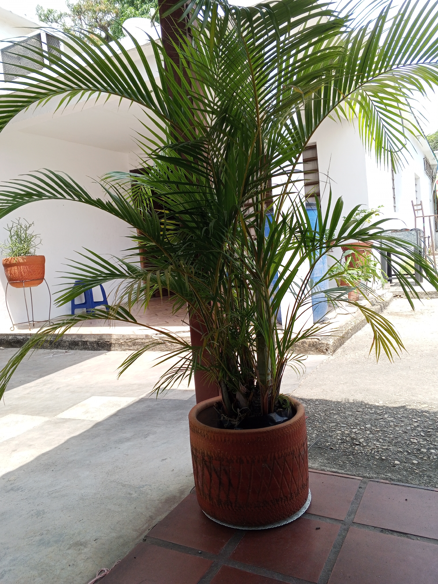 The image depicts a potted palm plant situated outdoors in what appears to be a residential or semi-public area. The palm is planted in a large, textured reddish-brown terracotta pot. The pot sits on top of a tiled surface, bordered by what seems to be a concrete area. In the background, a white building with simple architectural details can be seen. To the left, there's a smaller potted plant on a stand, and a blue chair is partially visible. The image was taken in Tinaquillo, Venezuela.