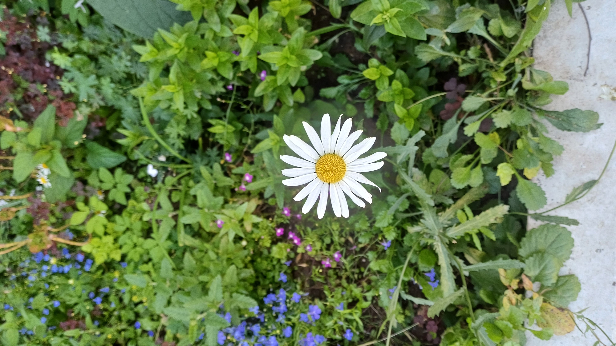 This is a top-down, close-up, outdoor photograph of a single white daisy with a yellow center, positioned in the center of the frame. The daisy is surrounded by lush green foliage, with smaller blue and purple flowers scattered amongst the leaves. The background is softly blurred, creating a shallow depth of field that emphasizes the daisy. The lighting suggests it is daytime, likely overcast or early morning/late afternoon due to the diffused light. The image does not contain any people, actions, or interactions. The context of Izhevsk, Russia, cannot be determined from the visual information provided in the image.