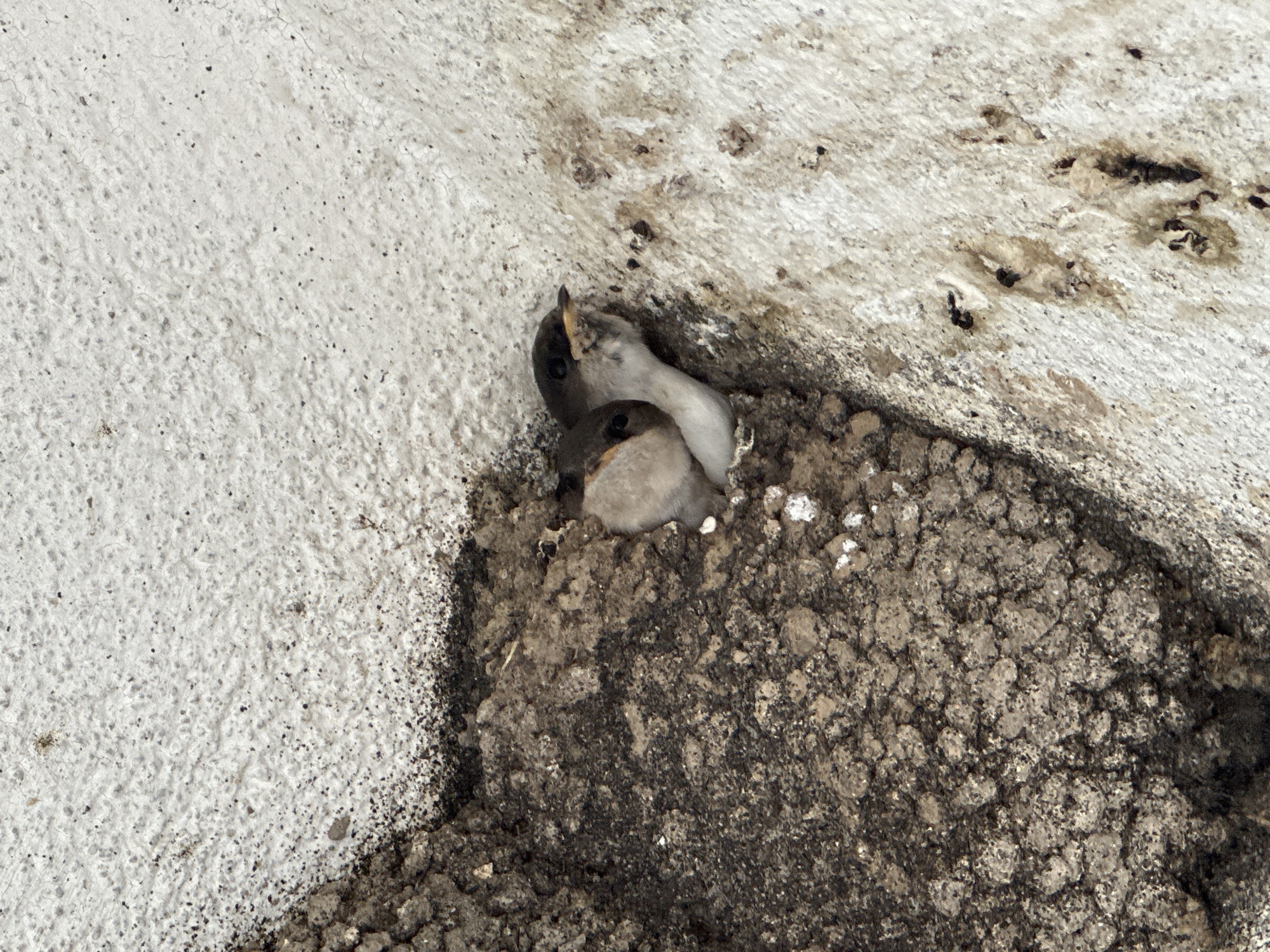 In Lisitsite, Bulgaria, two juvenile birds, likely swallows or martins, with dark heads and lighter undersides, are partially visible, peeking out from the oval opening of a globular, multi-textured mud nest. The nest, predominantly dark brown and grey, adheres to a white, rough-textured architectural surface. This surface, possibly a ceiling or wall, exhibits extensive dark speckling, minor cracking, and irregular dark stains and streaks directly below and adjacent to the nest, consistent with accumulated organic matter and residue. The two chicks are positioned closely within the nest opening, one slightly behind the other, both oriented outwards. No people or other animate subjects are present.