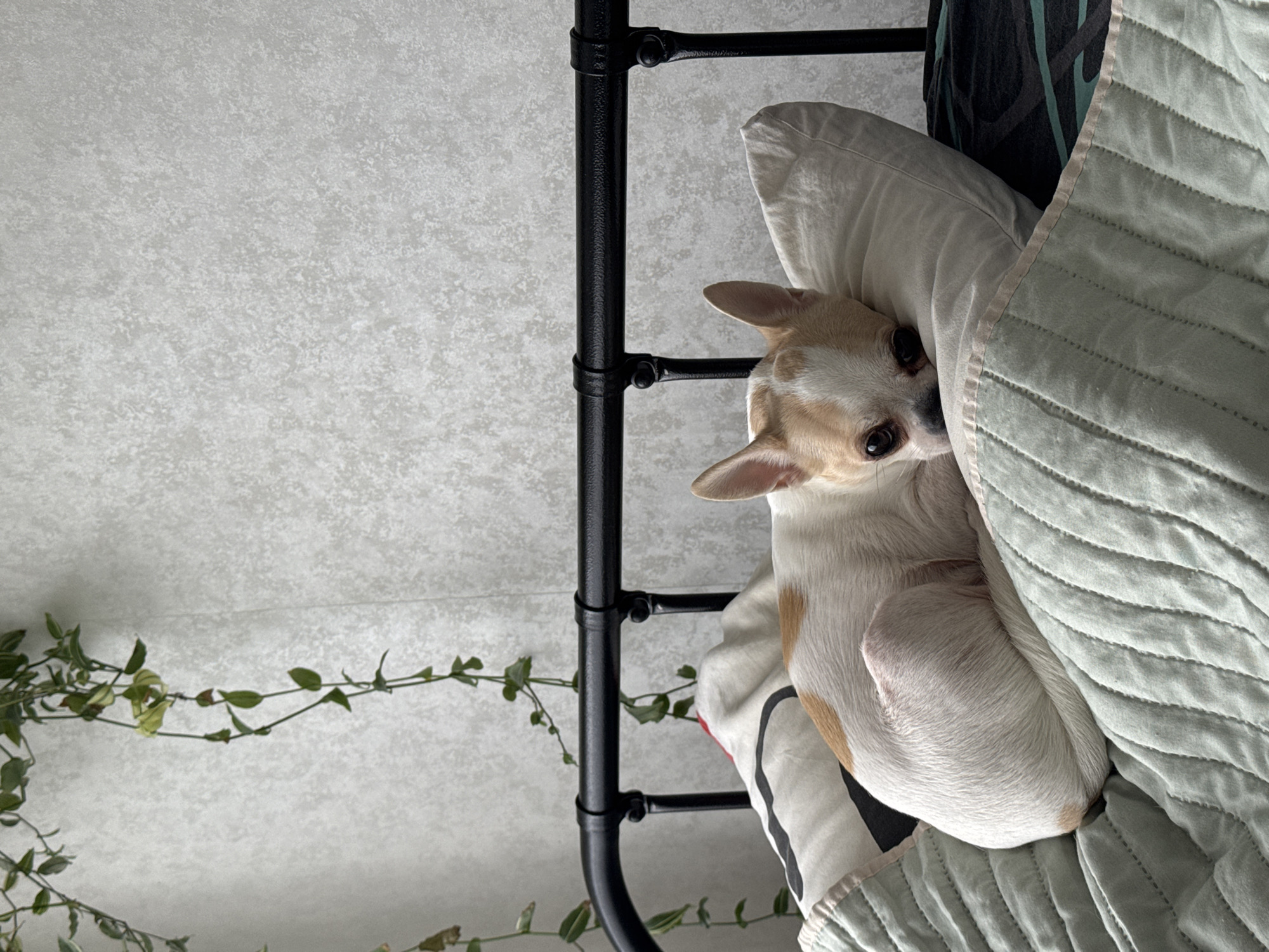 A tan and white chihuahua is resting on a white pillow next to a light green quilt. The pillow and quilt are on a bed with a black iron frame. A vine with small green leaves hangs near the bed. The scene appears to be indoors.
