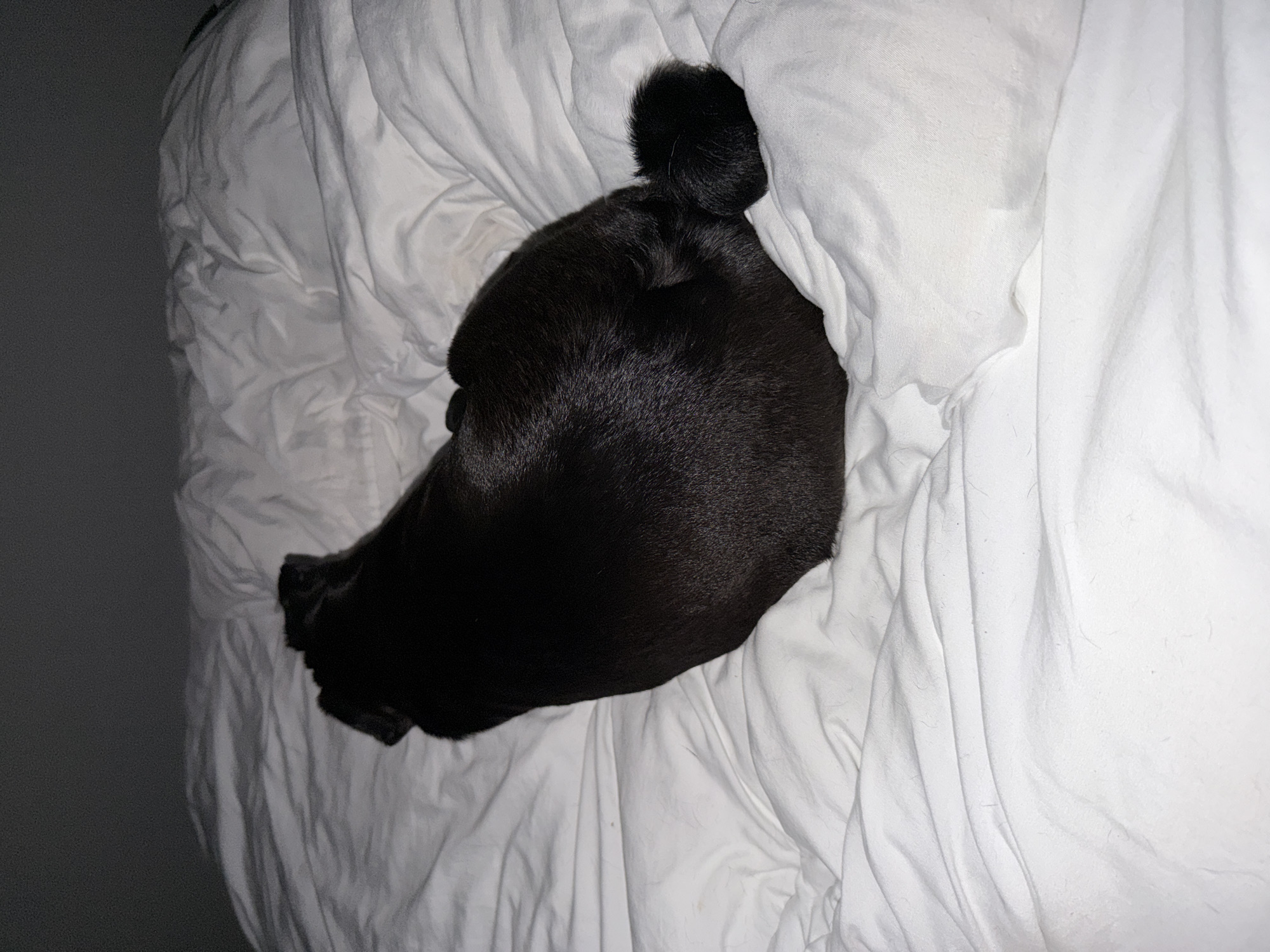 An overhead shot captures a black pug lying on a rumpled white duvet. The dog's body is mostly obscured by the duvet, with only its hindquarters and curled tail visible. The lighting is dim, casting shadows across the scene. There are no people or other animals present. The background is dark and nondescript. The image appears to be taken indoors, likely in a bedroom. There is no indication of the location being Sirius, Russia.