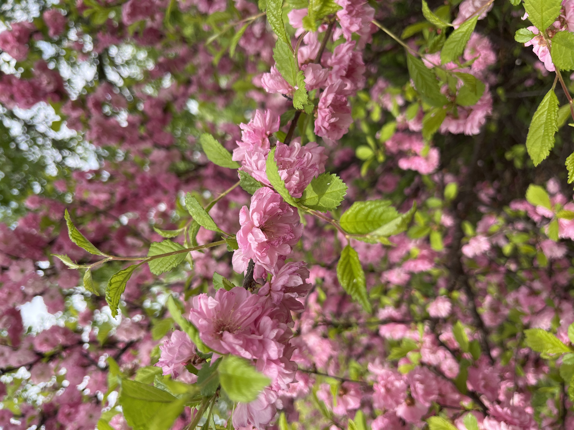 The image shows a close-up view of a flowering tree with numerous small, pink flowers and green leaves. The flowers appear to be clustered densely on the branches. The background is filled with more flowers and leaves, suggesting a full bloom. Glimpses of the sky can be seen in the upper left corner through gaps in the foliage. The location in the city of Маяк, Russia is not visually evident in the image.