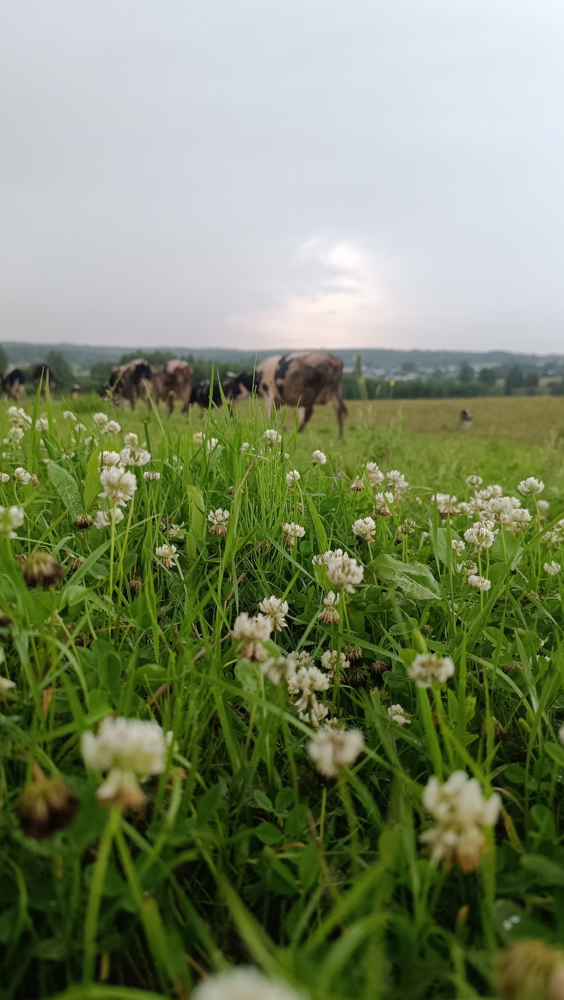 The image captures a low-angle view of a grassy field dotted with white clover flowers. In the background, several cows are grazing in a pasture, with a tree line and buildings visible in the distance under a cloudy sky. The setting appears to be rural, with the natural environment dominating the scene. The photograph was taken in Karsha, Russia.