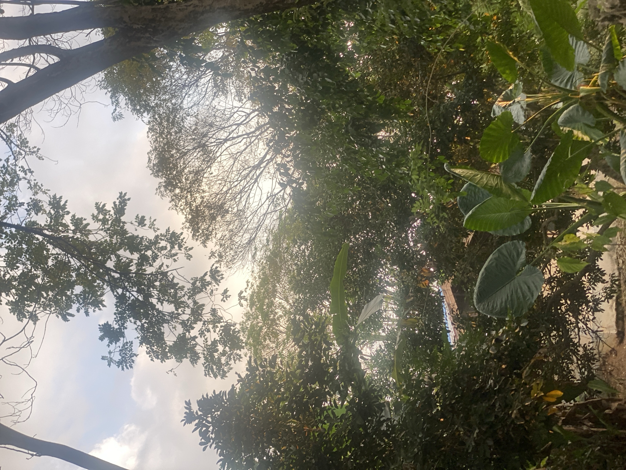 The image shows a dense, lush green canopy of trees and large leaves, with a glimpse of the sky peeking through. The lighting suggests either early morning or late afternoon, with the sun's rays filtering through the foliage, creating a soft, hazy effect. In the background, a part of a building with a blue roof and beige walls is visible, partially obscured by the greenery. The overall impression is one of a natural, somewhat wild environment within or near an urban area, possibly a backyard or a park in Banjarbaru, Indonesia, given the tropical vegetation. There are no people or animals visible in the frame. The scene is serene and tranquil.