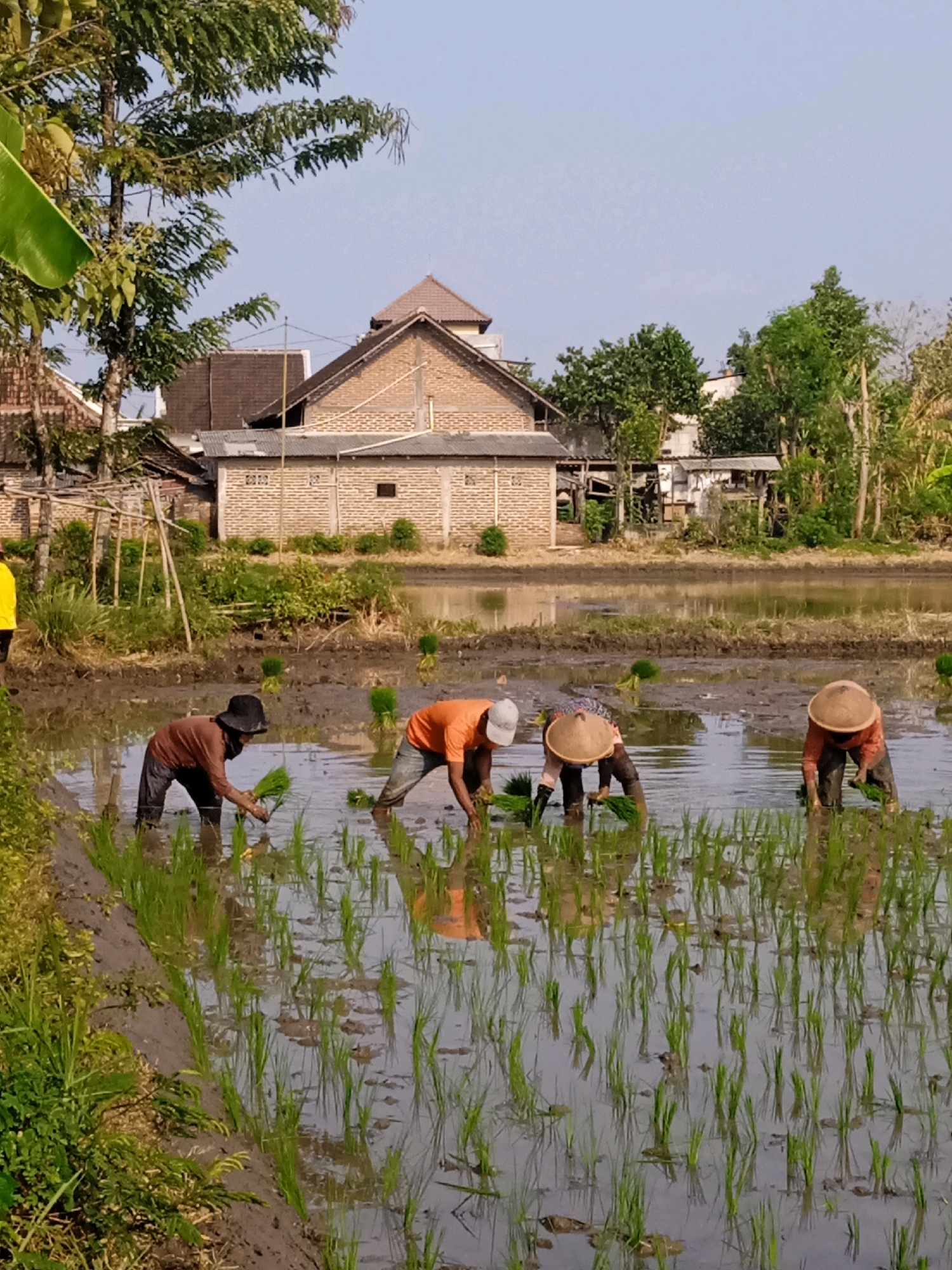 In the village of Keniten, Indonesia, a group of farmers is actively engaged in transplanting rice seedlings in a flooded paddy field under a clear blue sky. Four individuals are prominently visible, each bent over and planting young rice plants into the muddy water. One farmer, wearing a dark hat and a brown long-sleeved shirt, is positioned on the left side of the image, facing away from the viewer. To their right, another farmer in an orange shirt is also planting. Two more farmers, both wearing conical straw hats and orange shirts, are seen further to the right, immersed in their work. The paddy field is characterized by its muddy terrain and shallow water, reflecting the surrounding greenery and structures. In the background, traditional Indonesian houses with brick walls and tiled roofs are visible, nestled among lush trees. A simple bamboo structure, possibly a drying rack or support for plants, is also present in the middle ground. The overall scene depicts a typical agricultural activity in rural Indonesia, highlighting the labor-intensive process of rice cultivation.