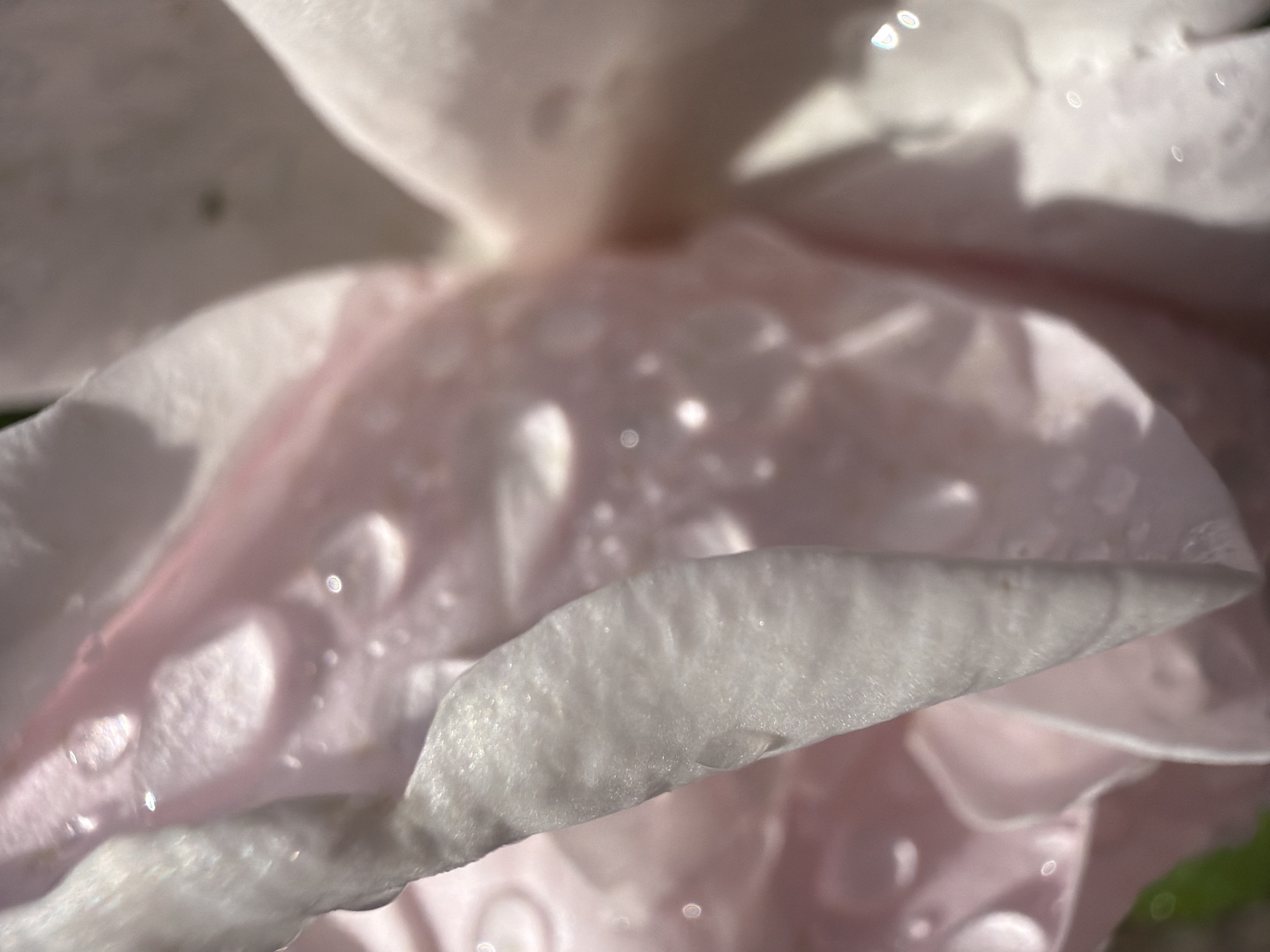 The image is a close-up, macro photograph of a light pink rose petal, partially covered in water droplets. The petal has a soft, velvety texture and is illuminated by natural light, which creates highlights on the water beads and the surface of the petal. The background is a blur of soft pink and white, suggesting other petals of the same rose or a similar flower. The composition is abstract, focusing on the delicate details of the petal and the glistening water. The image was taken outdoors, likely in a garden or natural setting, within the Папярнянскі сельскі Савет, Belarus, as evidenced by the presence of natural flora. There are no people or discernable actions or interactions depicted. The environment is characterized by the soft light and the natural beauty of the rose.