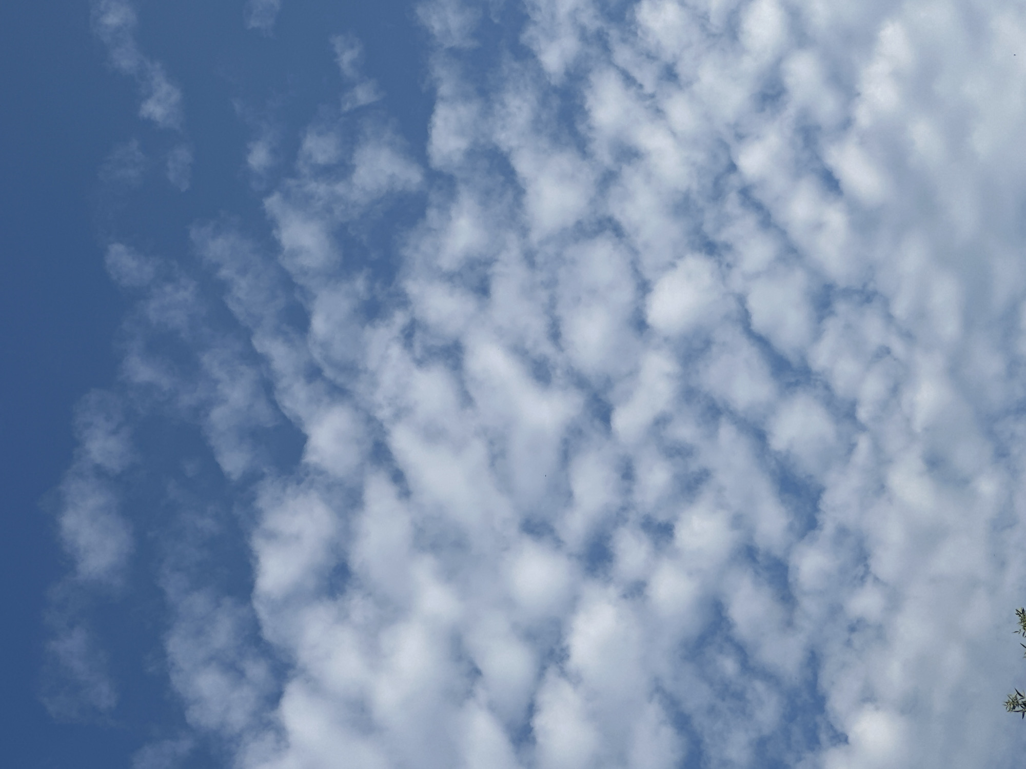 The media file depicts a clear blue sky filled with scattered, puffy white clouds. The clouds are arranged in a somewhat organized pattern, creating a rippled or wave-like effect across the sky. The lighting suggests it is daytime, likely mid-morning or afternoon, given the brightness and the distinct shadows within the clouds. There are no people or man-made objects prominently visible, focusing solely on the natural scene of the sky. The setting appears to be outdoors, with a hint of green foliage in the lower right corner suggesting a natural landscape or possibly a park. The overall mood is serene and tranquil, showcasing a pleasant day with fair weather. There is no visible text in the image.