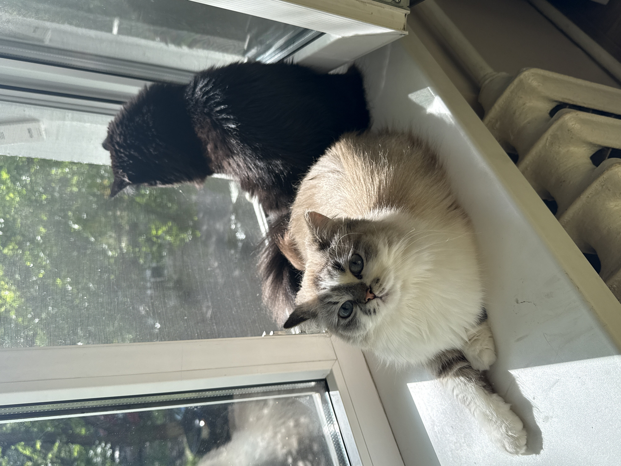 Two cats are lying on a windowsill. One cat is black and lies in the upper left corner of the image. The other cat is a light brown and white ragdoll cat, and it is lying in the lower right corner of the image. The ragdoll cat is looking directly at the camera. The windowsill is white, and outside the window, trees are visible. The location is not specified in the image, but it is stated that it is Rostov-on-Don, Russia. There is also a radiator visible to the upper right of the image.
