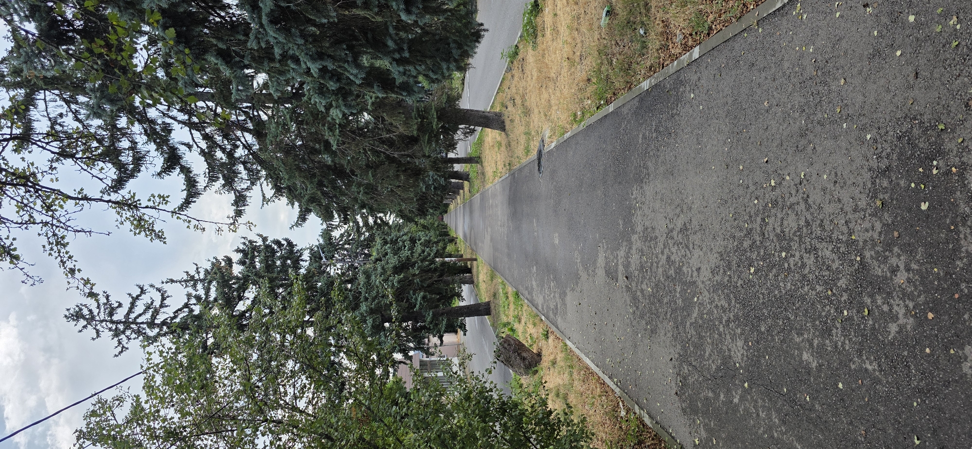 An asphalt pedestrian walkway runs through a tree-lined avenue in Inozemtsevo, Russia. The walkway is flanked by mature trees with dark green foliage on both sides, casting shadows onto the path. The ground adjacent to the walkway is covered in dry, yellowed grass and some fallen leaves. A road is visible to the right of the walkway, also lined with trees. In the distance, the walkway appears to curve slightly and continues into the horizon. The sky is overcast with light gray clouds. On the left side of the walkway, closer to the foreground, a large piece of weathered wood lies on the dry grass. A street light is visible in the distance on the left side of the walkway. The overall impression is that of a well-maintained, yet somewhat dry and autumnal, urban park or avenue.