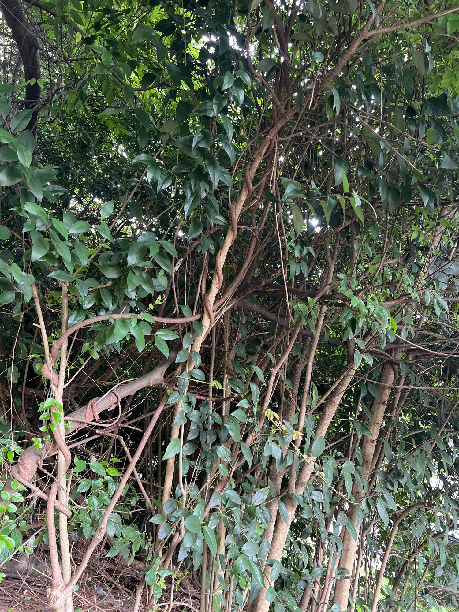 The image depicts a dense tangle of vines and tree trunks, predominantly green foliage interspersed with brown branches. The scene is shot from a low angle, looking upwards into the canopy. Sunlight filters through the leaves, creating bright patches. The composition is characterized by a natural, overgrown aesthetic, suggesting an outdoor environment. The location is identified as Sokhumi, Abkhazia, implying an urban or semi-urban setting where vegetation is abundant and possibly unmanaged in certain areas. No people or animals are visible. The overall impression is one of lush, wild growth.