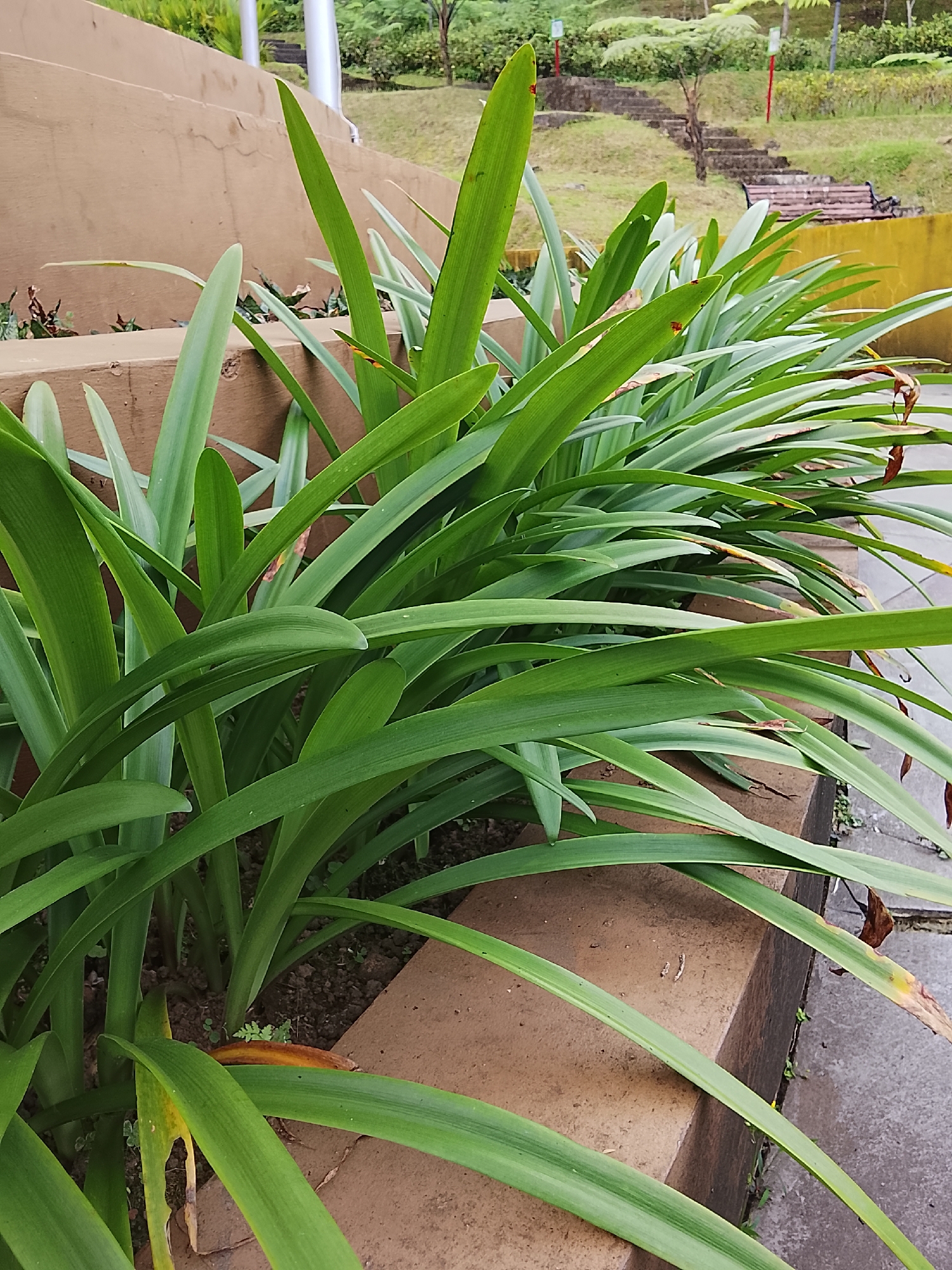 A lush cluster of long, green, sword-like leaves, possibly from an amaryllis plant, dominates the foreground. The leaves are arranged in a dense clump and extend upwards and outwards, obscuring much of the background. Some of the leaves show signs of browning and drying at the tips. The plants are situated in a raised, light brown, concrete planter box. In the background, a weathered concrete staircase leads upwards, flanked by grassy slopes and some scattered greenery, including ferns. A wooden bench with metal legs is visible further up the slope. The scene appears to be an outdoor public space in Baturaden, Indonesia, likely a park or garden, given the landscaping and visible amenities. The lighting suggests it is daytime, with diffused light, possibly indicating an overcast sky or a shaded area.