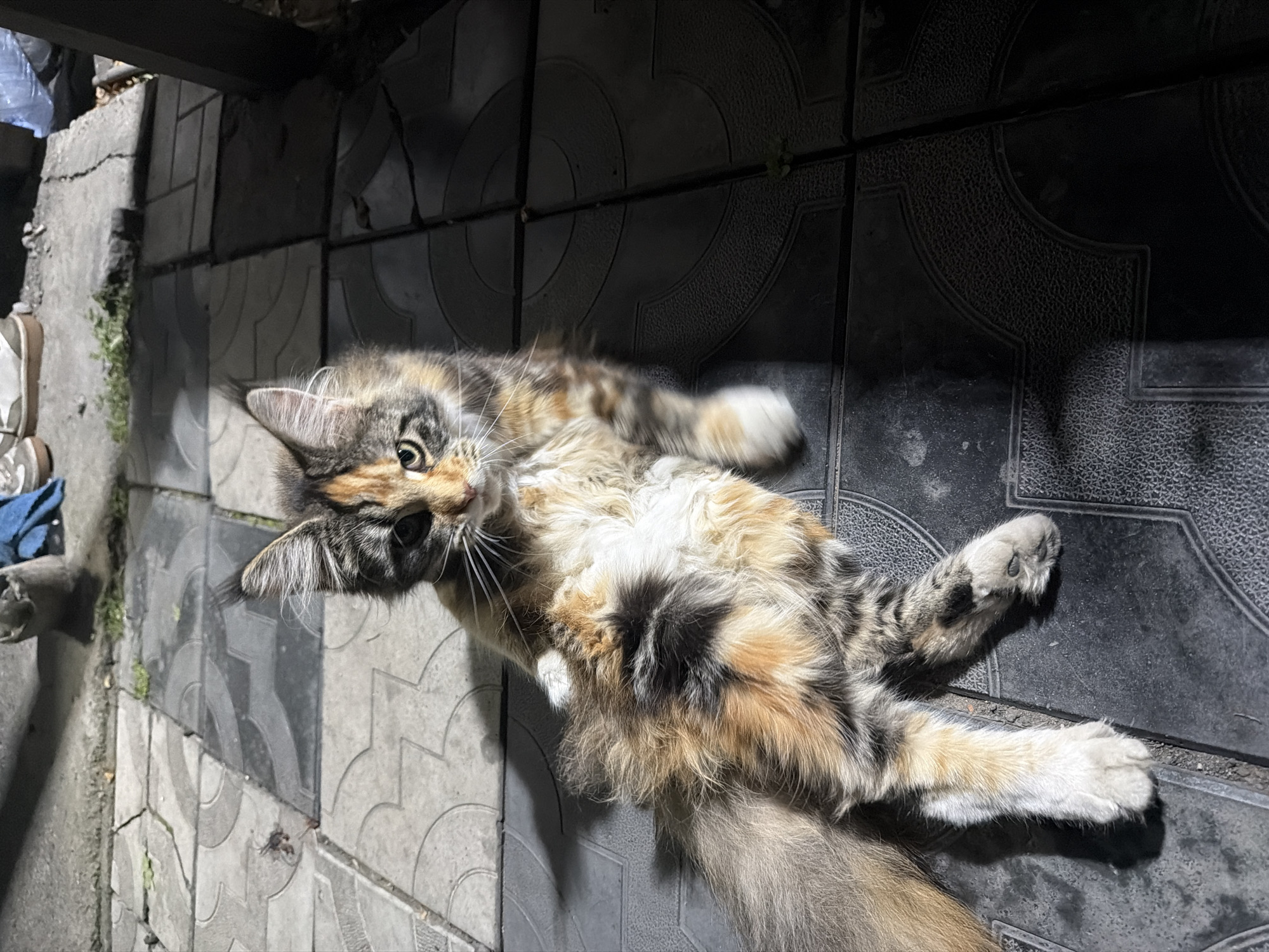 A calico cat with fluffy fur is lying on patterned paving stones. The cat's fur is a mix of orange, black, and white. Its eyes are open, and it is looking slightly to the right. The paving stones are a light grey and dark grey pattern. In the background, there is a concrete surface with some debris and grass growing through the cracks. There are also some shoes and a blue cloth on the concrete. The lighting suggests it is either early morning or late evening. The scene appears to be an outdoor area, possibly a walkway or patio, in Semey, Kazakhstan.