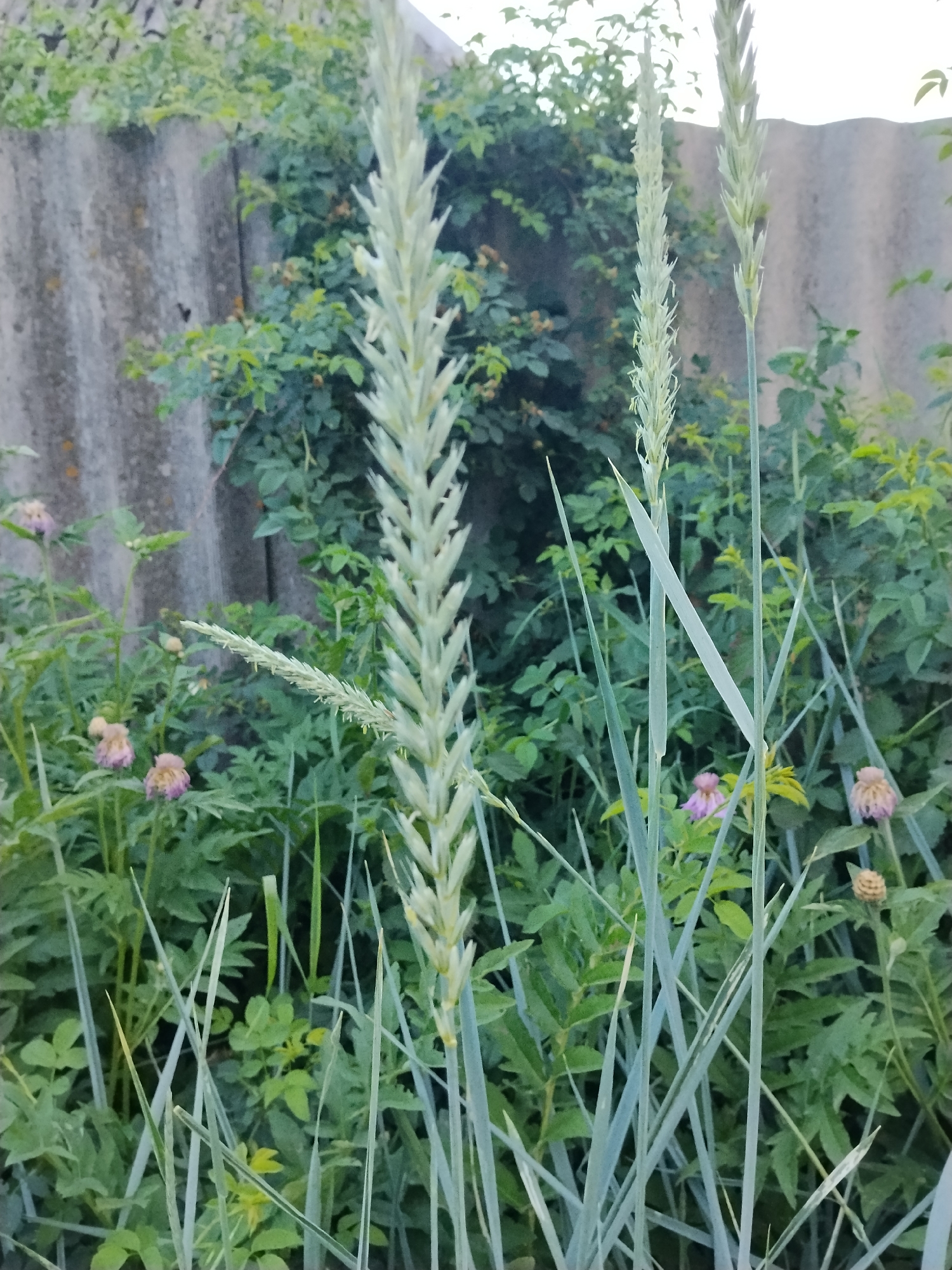 An outdoor, vertical medium shot captures a cluster of tall, pale green grass-like plants with feathery seed heads, dominating the foreground and midground. The plants are backlit by an overcast sky, casting a soft glow. Behind them, a dense arrangement of green foliage and some faint, light purple flower heads is visible. In the background, a rough, grey, corrugated concrete wall stretches horizontally across the upper portion of the image, partially obscured by the greenery. The overall scene is one of overgrown vegetation against a man-made structure.
