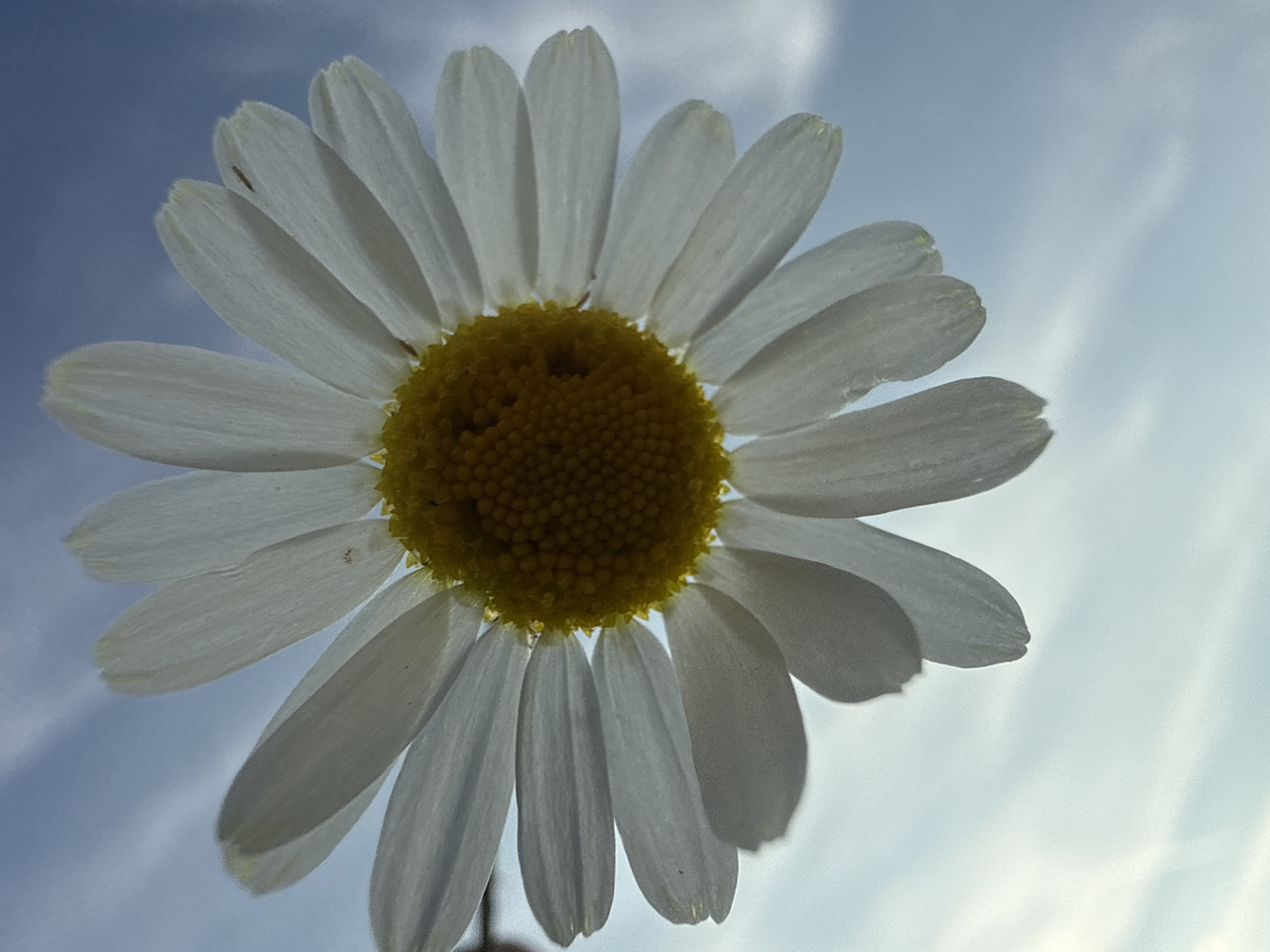 A close-up, low-angle shot captures a daisy with white petals and a yellow center against a cloudy blue sky. The daisy appears to be upside down, with its stem possibly held by an unseen object outside the frame. The background sky is filled with streaks of white clouds, suggesting a partly cloudy day. The image is taken in Bad Salzschlirf, Germany. No people, actions, or interactions are visible.