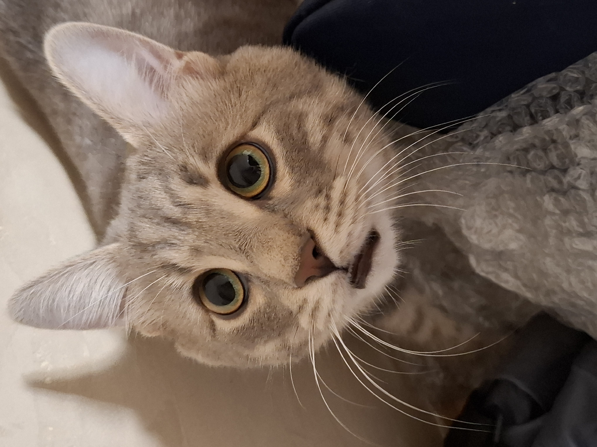A close-up, high-angle shot of a cat's face. The cat is light brown with tabby markings and has large, round, golden-green eyes. Its ears are upright and pinkish on the inside. The cat has long, white whiskers. The background is slightly blurred and includes a dark blue object and some bubble wrap. The location and city are not discernible from the image.
