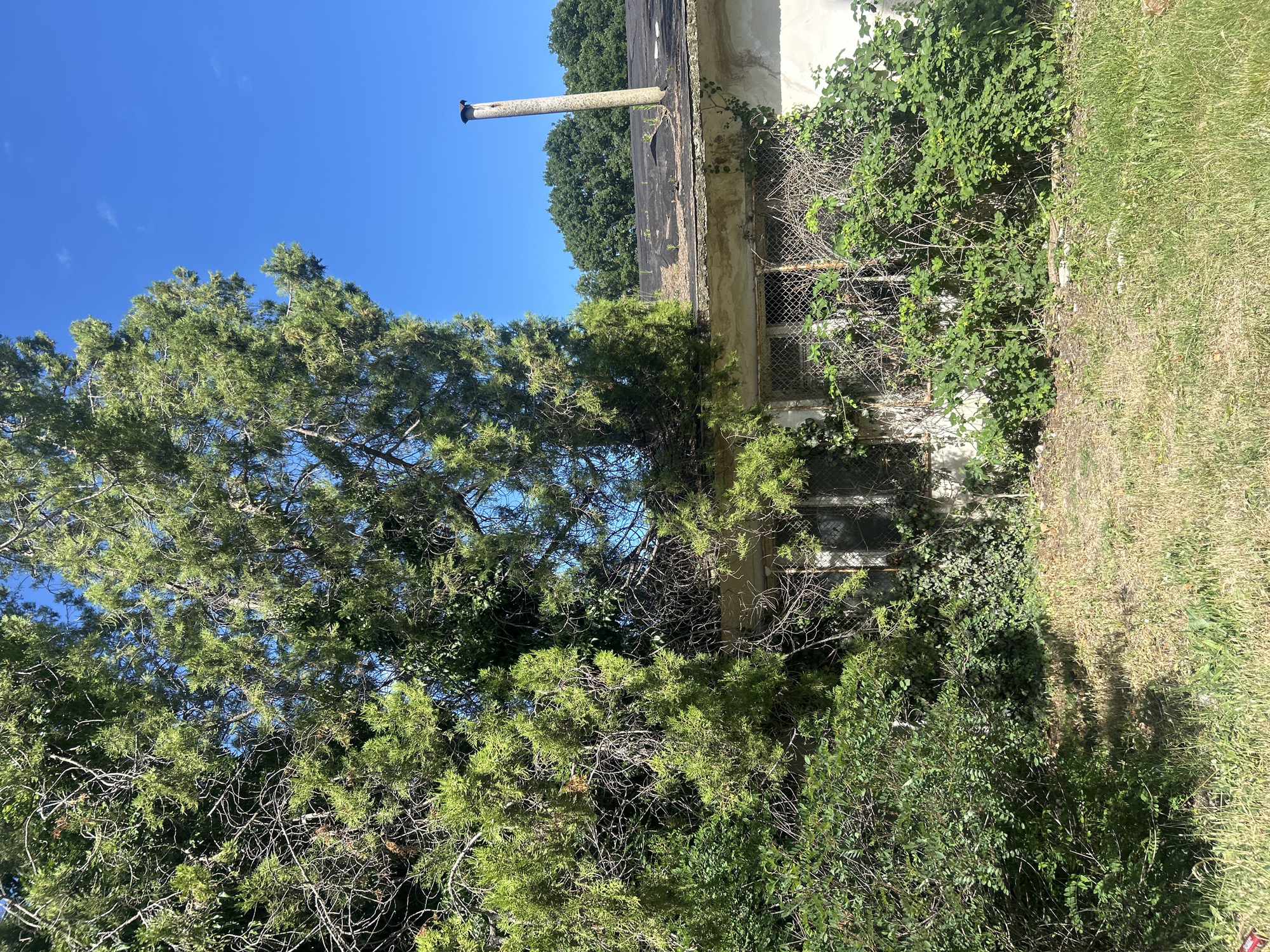 The image depicts an exterior scene with an overgrown building and surrounding vegetation. A tall, slender chimney pipe protrudes from the flat roof of the building, which appears weathered and in disrepair. The building's facade is partially covered by vines and other greenery, with visible windows behind a rusty chain-link fence. To the left of the building, a large evergreen tree with dense foliage dominates the frame. Beyond the tree, a clear blue sky is visible, with a few wispy clouds. The ground is covered in grass and dry vegetation. The lighting suggests it is a sunny day, likely midday, casting distinct shadows. The overall impression is one of neglect and nature reclaiming an abandoned or derelict structure. No people or specific activities are depicted. There is no visible text in the image.