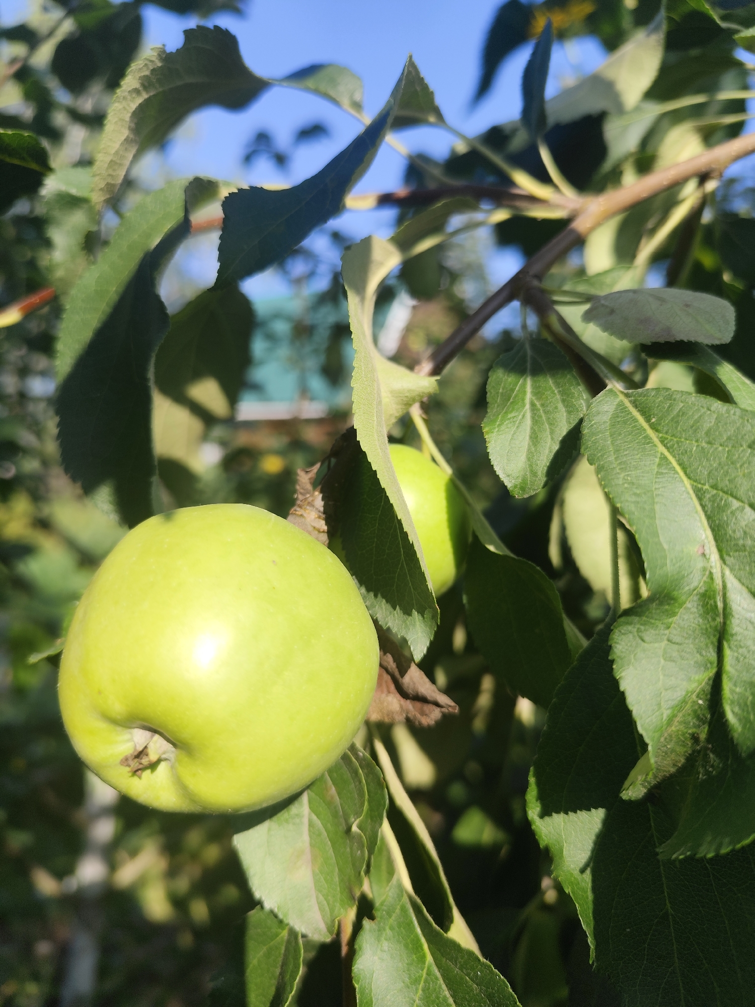 The image shows a close-up view of unripe green apples on a tree branch, set against a bright blue sky and dappled sunlight. Lush green leaves surround the fruit, with some leaves appearing slightly serrated along the edges. In the background, out of focus, are hints of a residential building with a light blue roof and possibly other foliage. The scene is likely captured outdoors in a rural or suburban setting, consistent with a location like Барлакский, Russia, where apple trees are common. There are no people visible in the image.