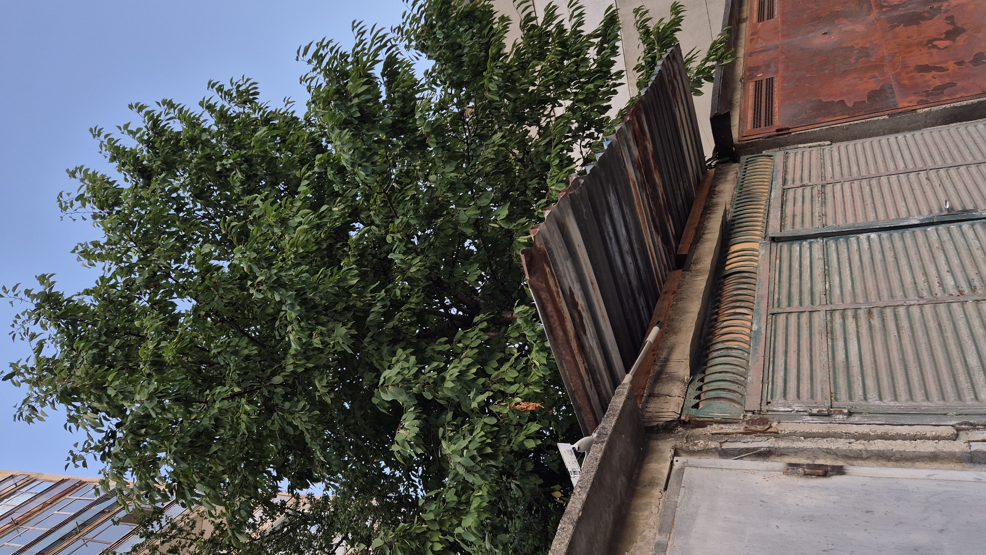 A low-angle outdoor medium shot captures a dense green tree in full leaf, its branches filling the upper portion of the frame against a clear blue sky. Below the tree, a weathered corrugated metal roof, showing signs of rust and age, extends over a row of garage doors. The doors themselves are also made of corrugated metal, with the left two being a muted green color and appearing to be slightly closed, while the rightmost door is a striking reddish-brown, heavily rusted and showing a perforated vent pattern at the top. A concrete structure is visible supporting the roof and the building facades of the garages. A tall building with glass windows can be seen behind the tree on the left side of the image. The scene appears to be in an urban setting, possibly a residential area in Lovech, Bulgaria, characterized by its functional, somewhat aged infrastructure. No people are present in the frame.