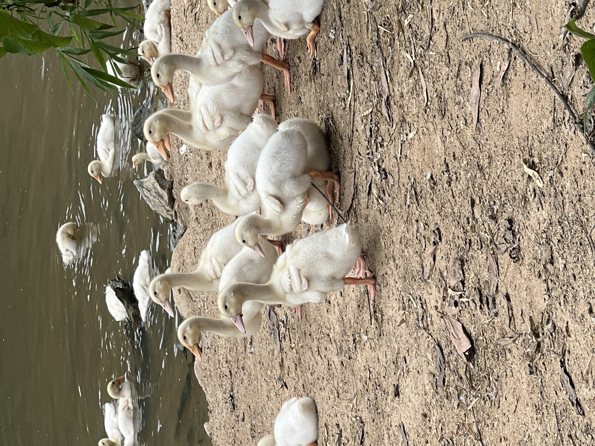 In Đà Nẵng, Vietnam, a group of domestic ducks, primarily Pekin ducklings, are gathered by a body of murky water. Some are in the water, while others are on the sandy, dry bank covered in leaf litter and small stones. The ducks are predominantly white with yellow beaks and legs. A few adult ducks are visible in the background, swimming or resting near the water's edge. The environment appears to be a natural setting, possibly a park or a less-developed area along a waterway, with greenery visible in the upper right corner.