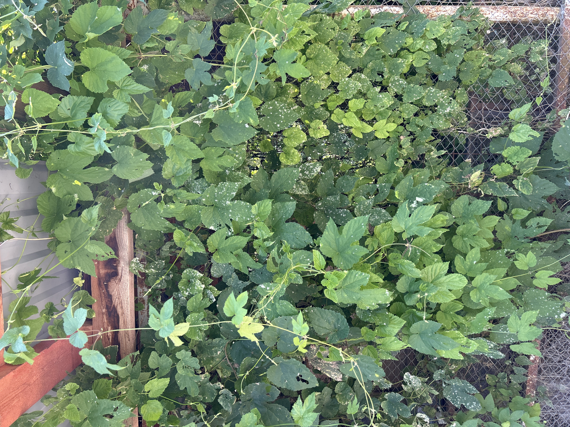 The image shows a dense wall of green foliage, likely hops, growing on a wire mesh fence and against a corrugated metal roof structure with exposed wooden beams. The plants have large, lobed leaves, some of which appear to be affected by a powdery white substance, possibly mildew. Thin, winding vines are interspersed throughout the leaves, and some areas of the leaves show damage or discoloration. The scene is outdoors, with natural light filtering through the leaves, creating varying shades of green. There are no people or animals visible in the image. The presence of a wire mesh fence and a corrugated metal roof suggests a backyard or garden setting, potentially in a more rural or suburban area. The location of Zaboizkiy, Russia is not visually indicated in the image itself.