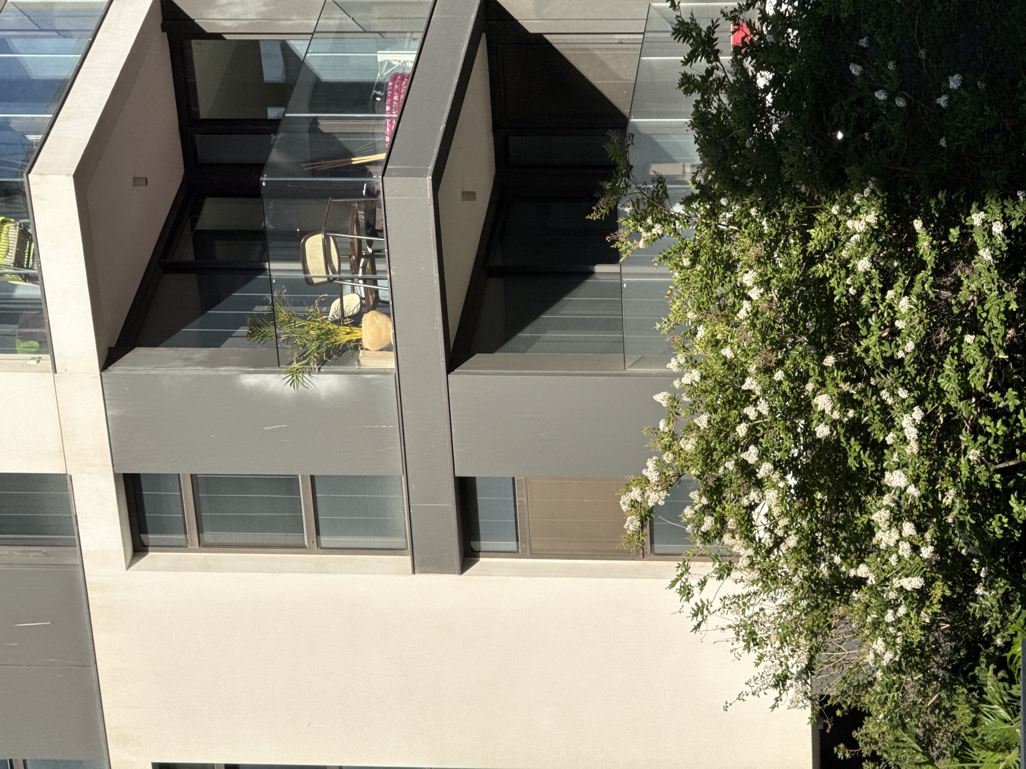 The image shows a modern apartment building in Tel-Aviv, Israel, with a flowering bush in the foreground. The building features a light-colored facade on the left, contrasting with darker grey panels and balconies. Several windows with blinds are visible on the building's exterior. One balcony, with a glass railing, contains two chairs and a potted plant. The bush in the foreground is dense and covered in small white flowers. Sunlight casts shadows across the scene, indicating it is likely daytime.