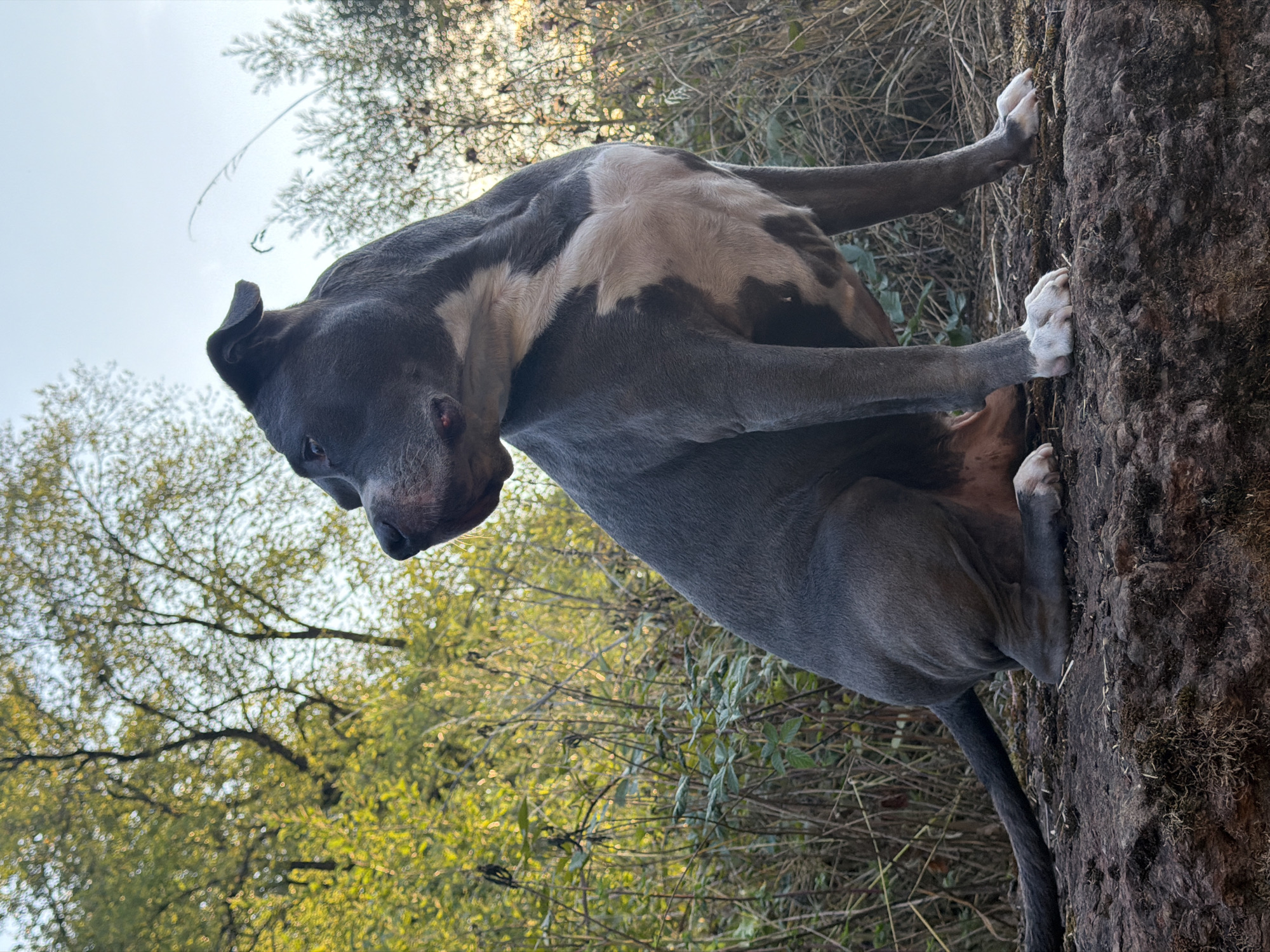 A medium shot shows a blue-grey and white pit bull type dog sitting on a rocky, moss-covered surface. The dog is facing to the left of the frame, with its head turned back slightly to look in that direction. Its ears are perked. The dog has white markings on its chest and paws. The background is a natural setting with dense green and yellow foliage, dry grass, and trees. The sky is a pale blue with some wispy clouds. The lighting suggests it is late afternoon or early morning, with the sun casting a warm glow on the vegetation. The image is taken from a low angle, looking up at the dog. The location is the city of Schifflange, Luxembourg.