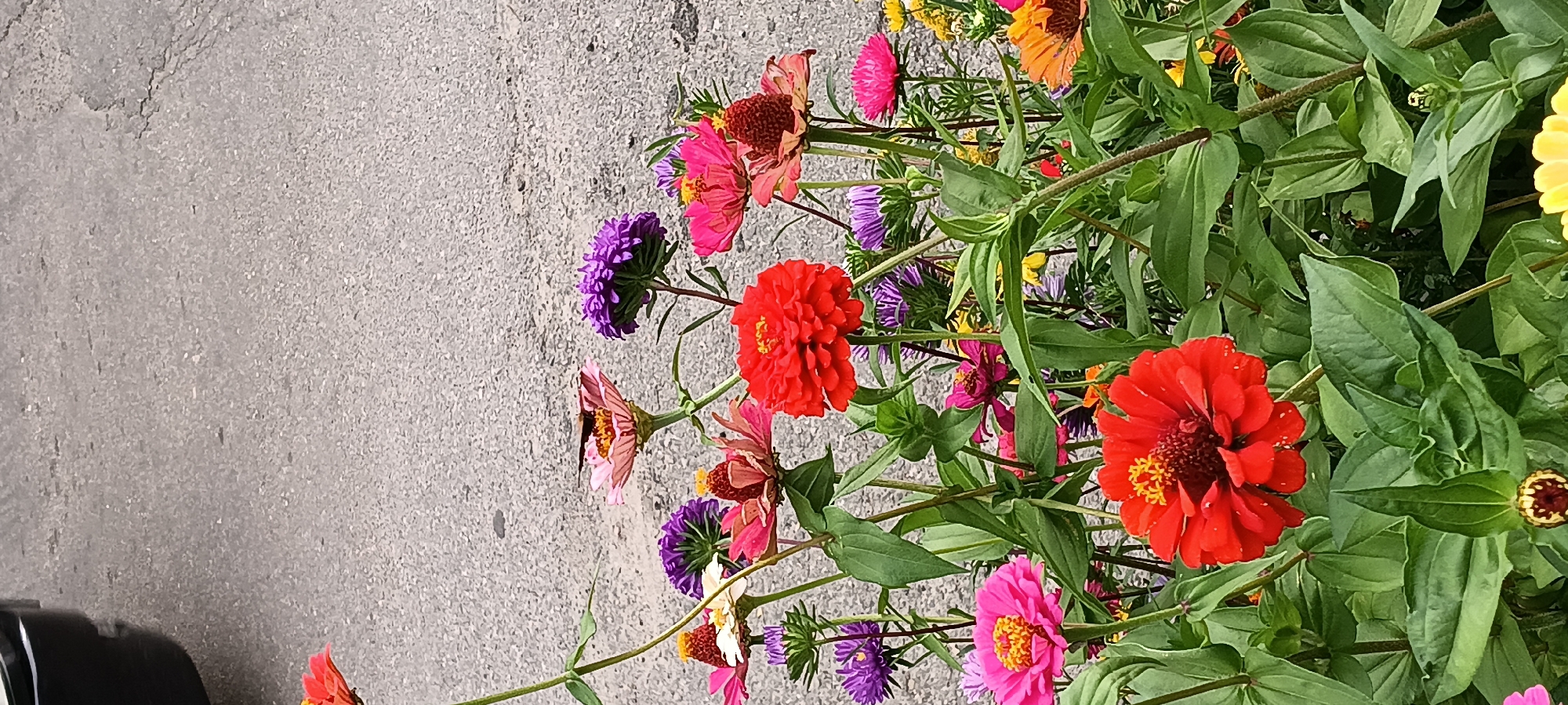 A variety of brightly colored zinnias and asters are blooming along an asphalt surface, which appears to be a sidewalk or road. A black vehicle is partially visible on the left edge of the frame. A butterfly rests on a pink zinnia in the upper center of the image. The flowers are lush and green, with some in focus and others slightly blurred. The overall impression is a vibrant display of nature against an urban backdrop. The image was taken in Kamianka, Ukraine.