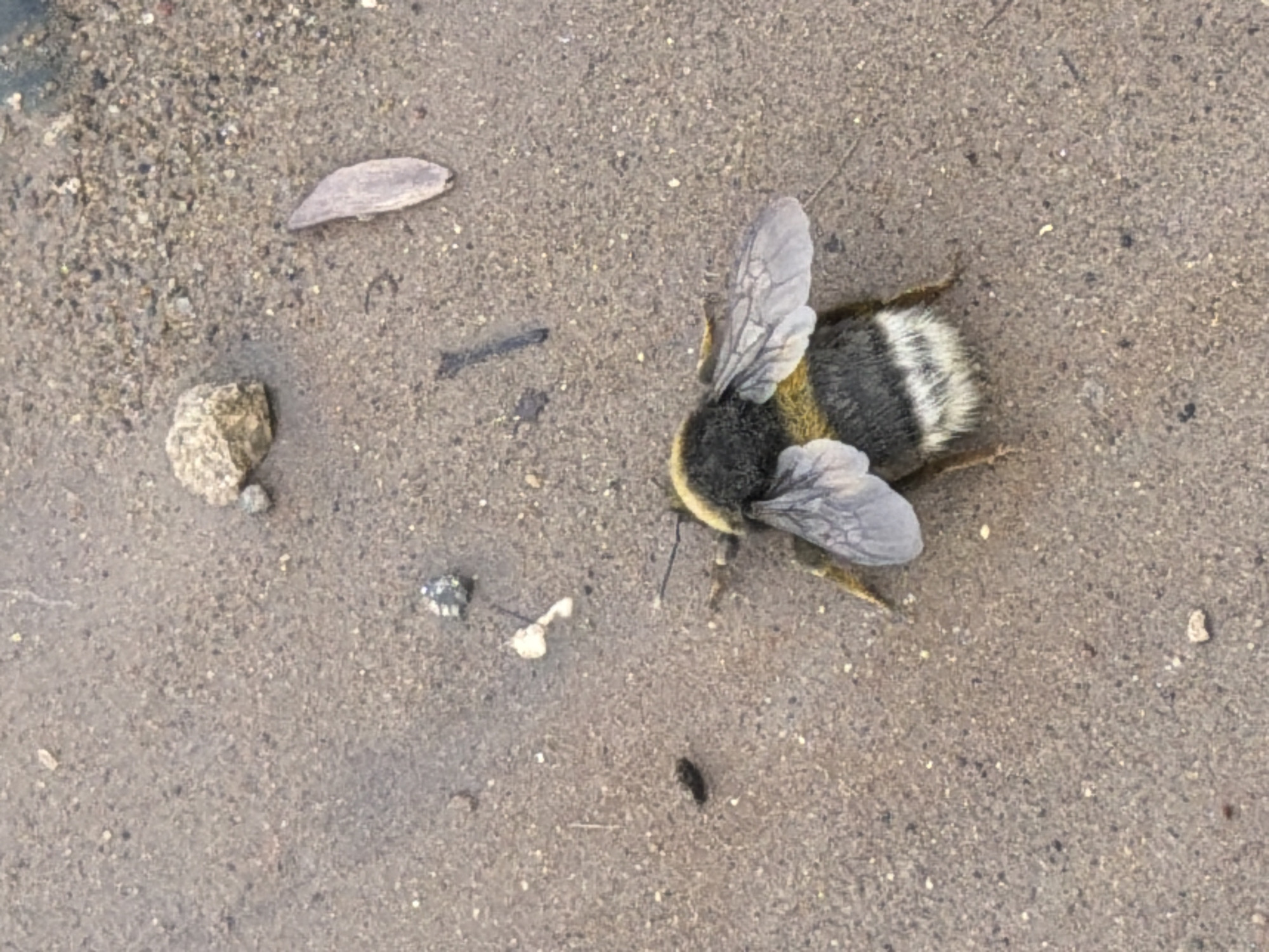 The image shows a bumblebee lying on a rough, sandy surface, likely a pavement or a muddy area. The bumblebee is black and yellow with a white-striped abdomen, with wings spread. Next to the bumblebee, there are small pebbles and some debris. Based on the prompt, this image was taken in the city of Chaikovsky, Russia.