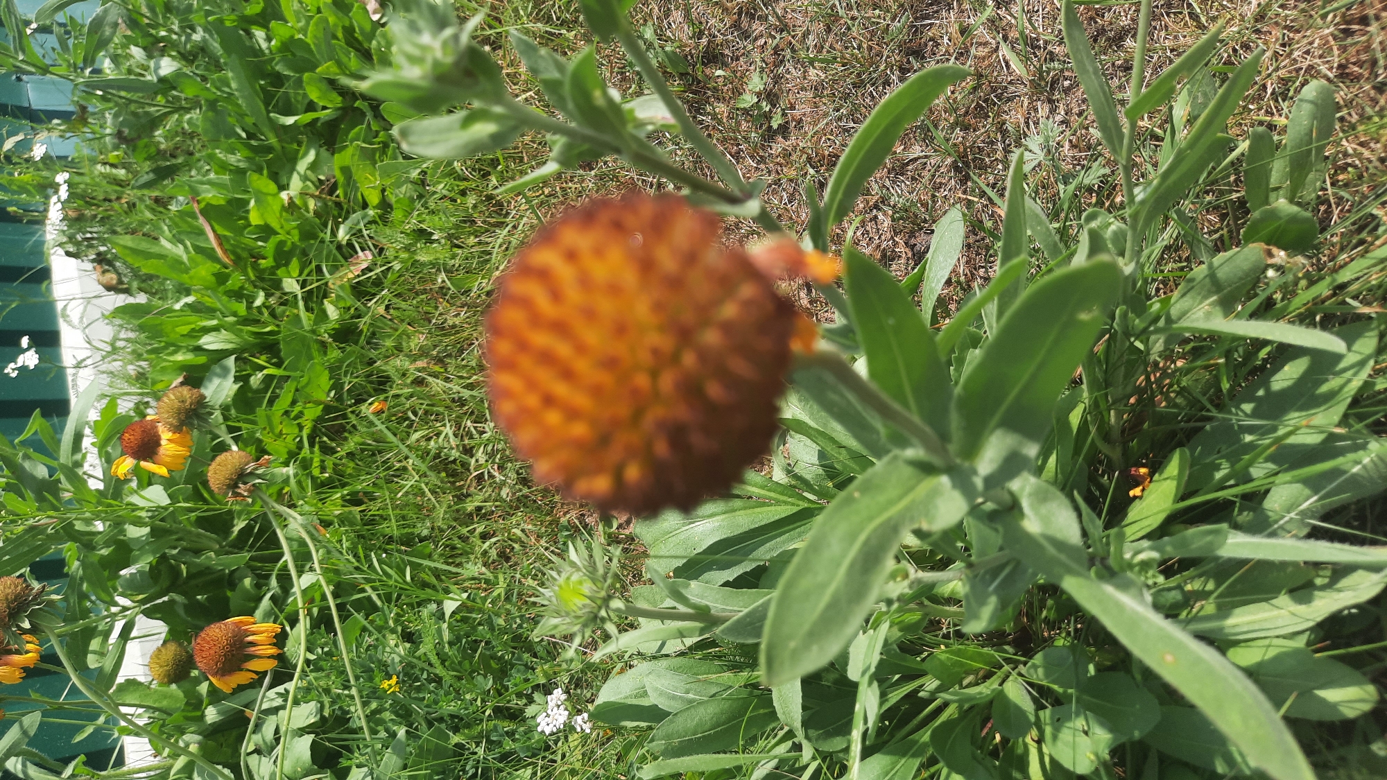 This is a close-up, eye-level, outdoor photograph of a plant with a fuzzy, round, brown and orange center, possibly a flower bud or a wilting flower, in the foreground, slightly out of focus. The plant has long, green, fuzzy leaves. In the background, there are several other similar flowers, some with yellow petals and brown centers, appearing to be Gaillardia or a similar species. There are also green leaves, grass, and dry earth with some brown vegetation. A blurry green fence is visible in the upper background. The scene appears to be a garden or natural area in Shklov, Belarus. There are no people or animals visible in the image.