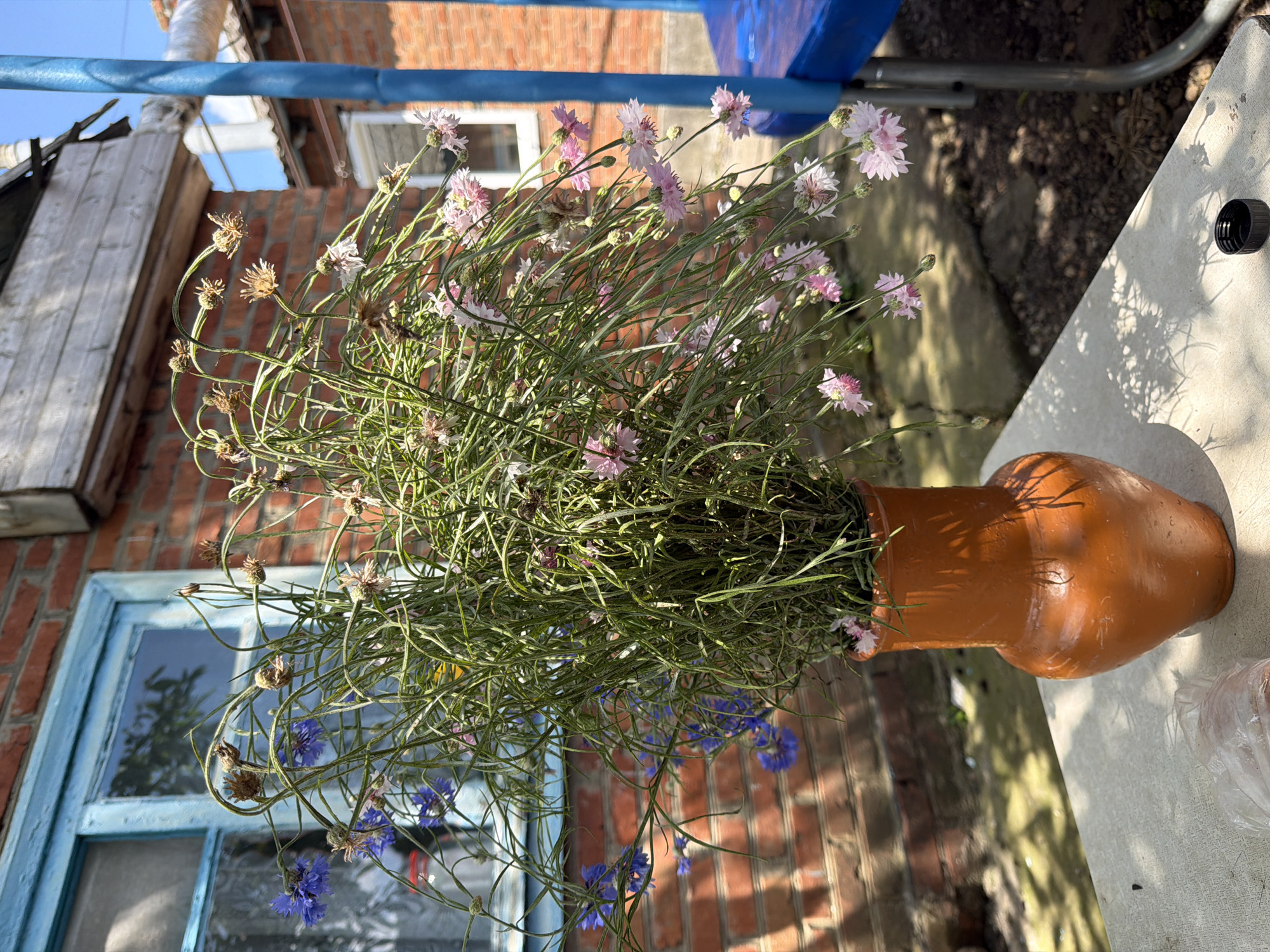 A vertical, medium shot captures a bouquet of wildflowers in a clay vase, placed on a stone table outdoors. The bouquet, predominantly green with delicate blue and pink flowers, is arranged in an orange, bulbous vase with a narrow neck. The flowers are wilting, with some heads dried and seed-bearing. Behind the vase, a brick building with a blue-trimmed window is visible. To the right, a blue metal structure, possibly part of a playground or outdoor furniture, stands against a backdrop of more brick buildings and a clear sky. Shadows from the bouquet and the building are cast across the table, indicating a sunny day. The image appears to be taken in the city of Komsomolskiy, Russia, given the architectural style and rural setting. There are no people visible in the scene.