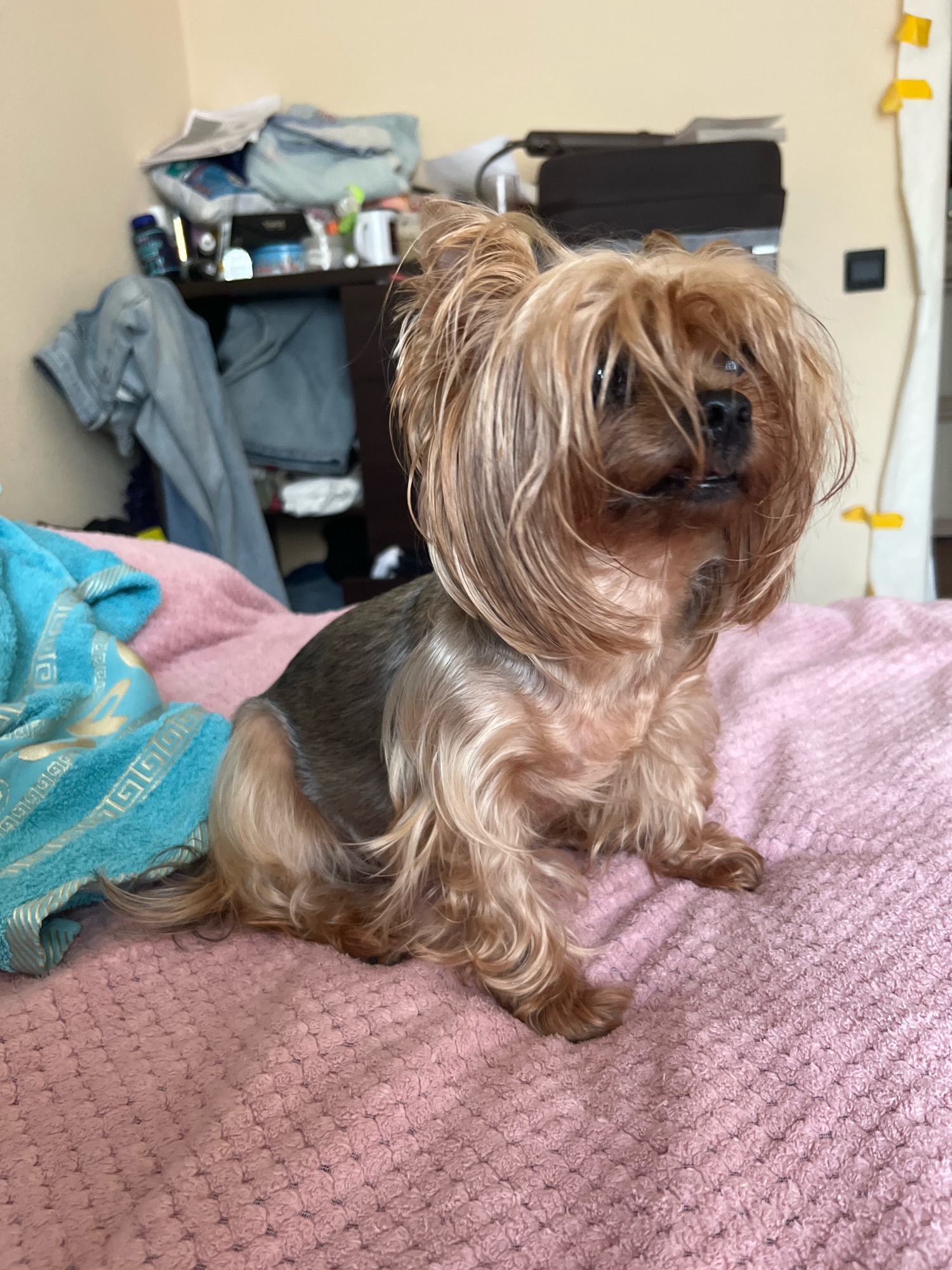 A small, long-haired Yorkshire Terrier dog sits on a pink textured blanket. The dog's fur is long and golden brown, covering its eyes. In the background, there is a shelf unit with various items, including clothing, bags, and containers. The scene appears to be indoors, possibly in a bedroom, given the blanket and the shelving unit. There is no indication of the city of Sovetsk, Russia, in the image itself.