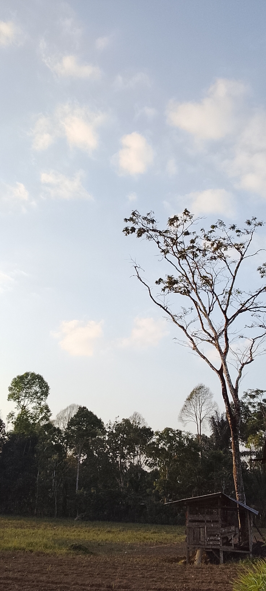 This is a photograph taken in Padang Dalom, Indonesia, featuring a rural landscape under a pale blue sky with scattered white clouds. In the foreground, there is a patch of tilled earth, suggesting agricultural activity. Beyond this, a strip of green grass is visible, leading to a dense line of trees forming the backdrop. Prominently featured on the right side of the image is a large tree with bare branches extending upwards, its dark silhouette contrasting with the sky. To the right of the base of this tree, a small, weathered wooden structure, resembling a shed or shelter, stands on stilts. The overall atmosphere is tranquil, characteristic of a rural Indonesian setting.