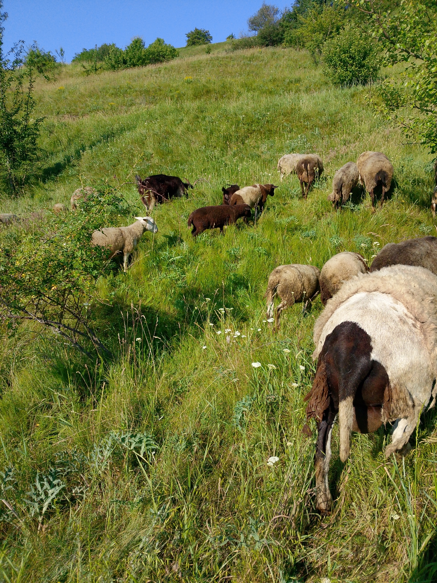 The image shows a flock of sheep grazing on a grassy hillside under a clear blue sky. The hillside is covered in lush green grass and scattered wildflowers. Some of the sheep are light-colored, while others are darker brown or black. One sheep in the foreground has a white body with a black head and hindquarters. The sheep are spread out across the hillside, with some grazing together and others more solitary. In the background, there are trees and shrubs. The scene suggests a peaceful pastoral setting.